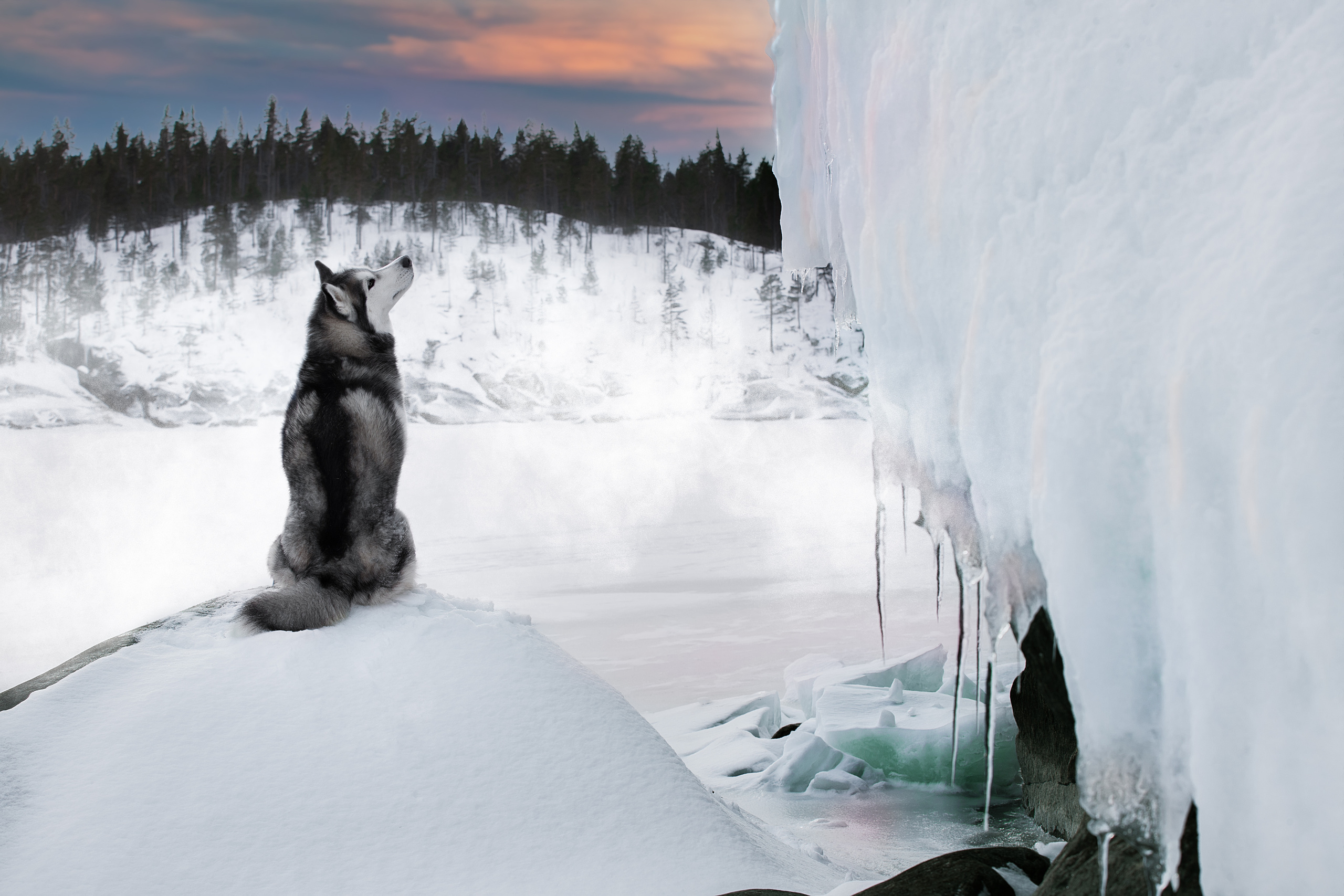 Фотограф анималист в Санкт-Петербурге Светлана Писарева