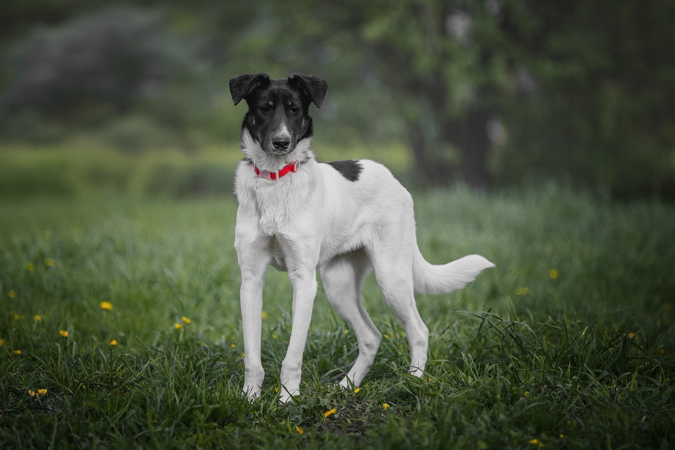 ИЩУТ ДОМ. Фотограф-анималист в Москве и Подмосковье