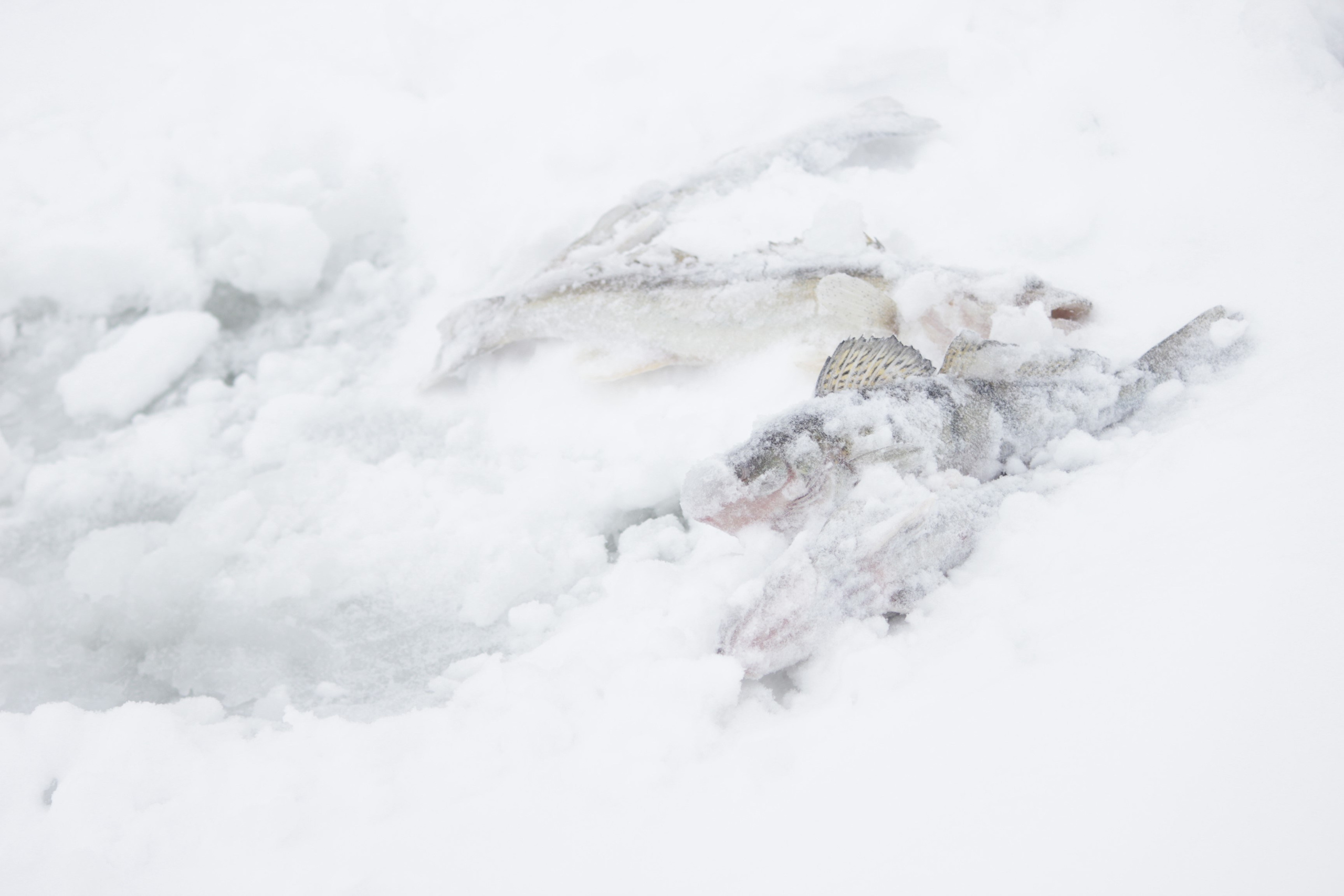 РЫБАК РЫБАКА, открытие нашей выставки фотографии и фотоколлажа в Доме Кино. Фотокрыжовник. Снимаем, дружим, путешествуем