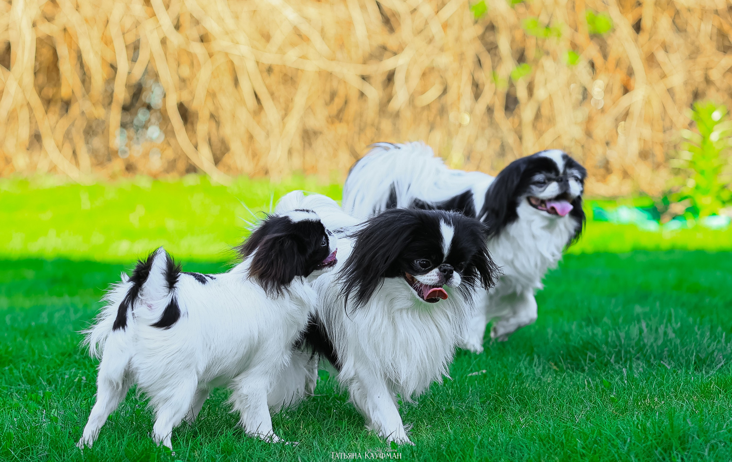 Японский хин, фотография японский хин, собака в цветах, красивая собака, фотограф анималист, фотокурс Анималистика, научиться фотографировать собак, фотограф Новосибирск