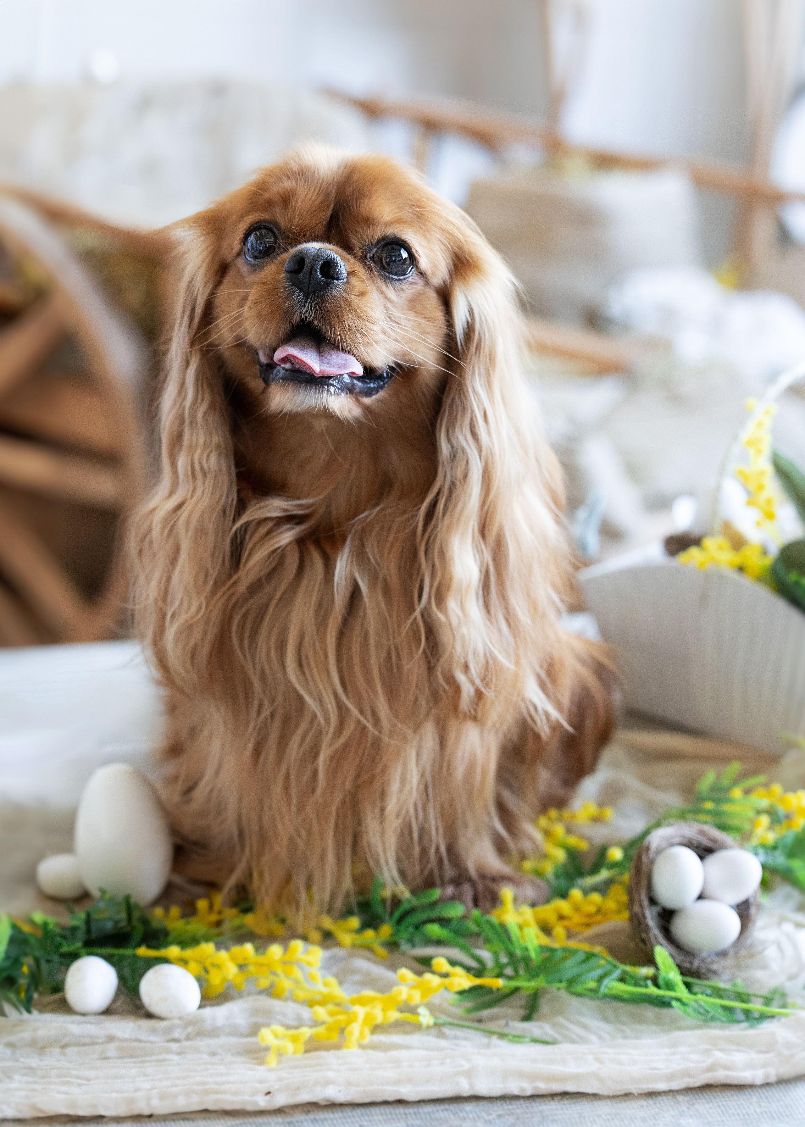 Портретная и семейная съемка. Фотограф анималист