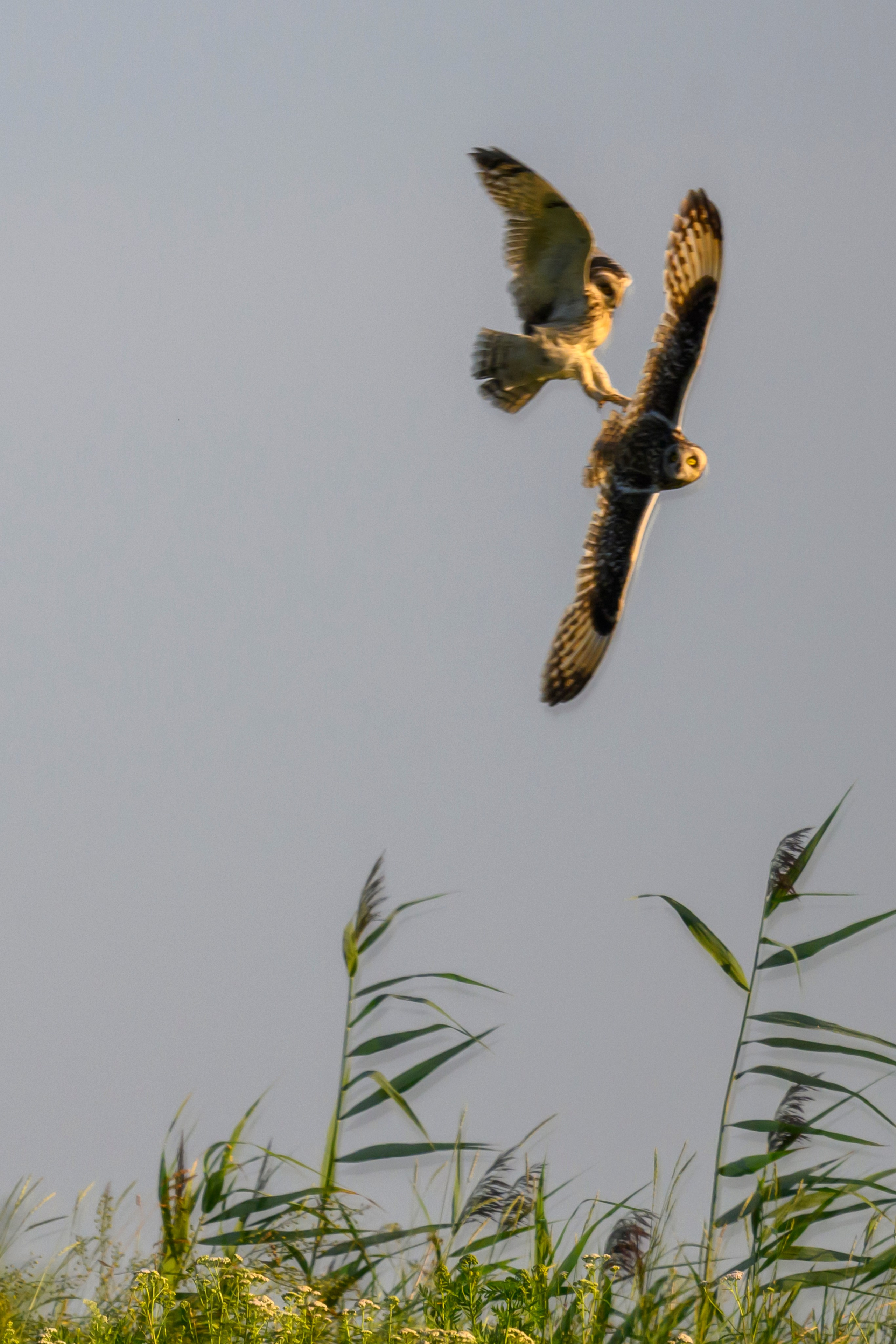 Битва сов и кормление совят. The Owl Battle and Feeding the Nestlings. Фотограф Сергей Пупонин