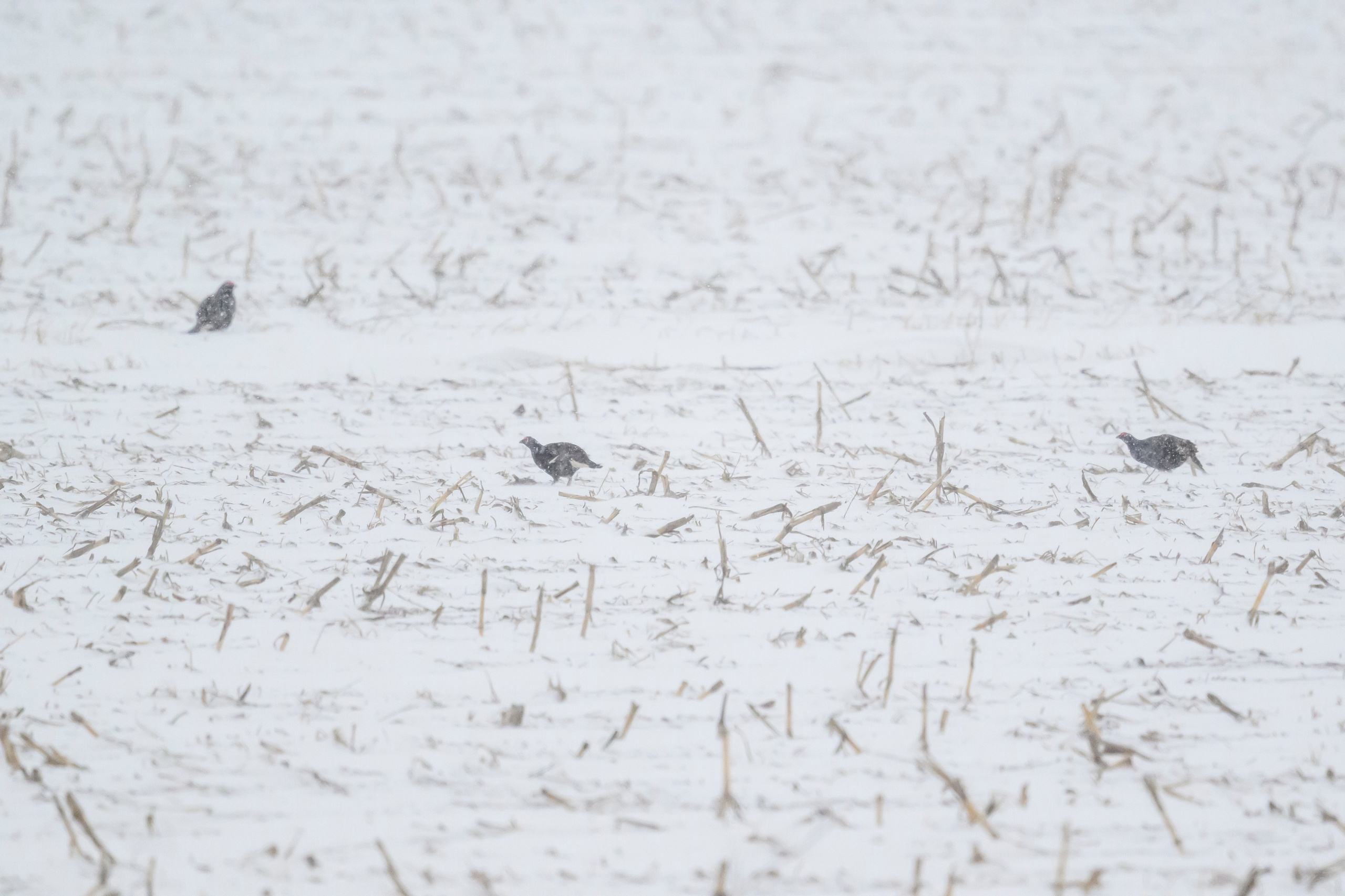 Метель продолжается. Wildlife photography by Sergey Puponin