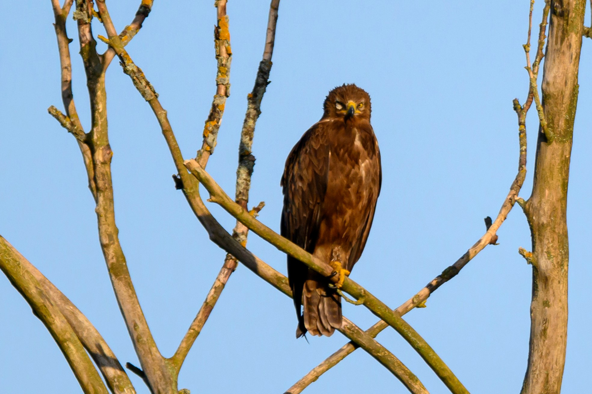 Коростель учится летать. Wildlife photography by Sergey Puponin