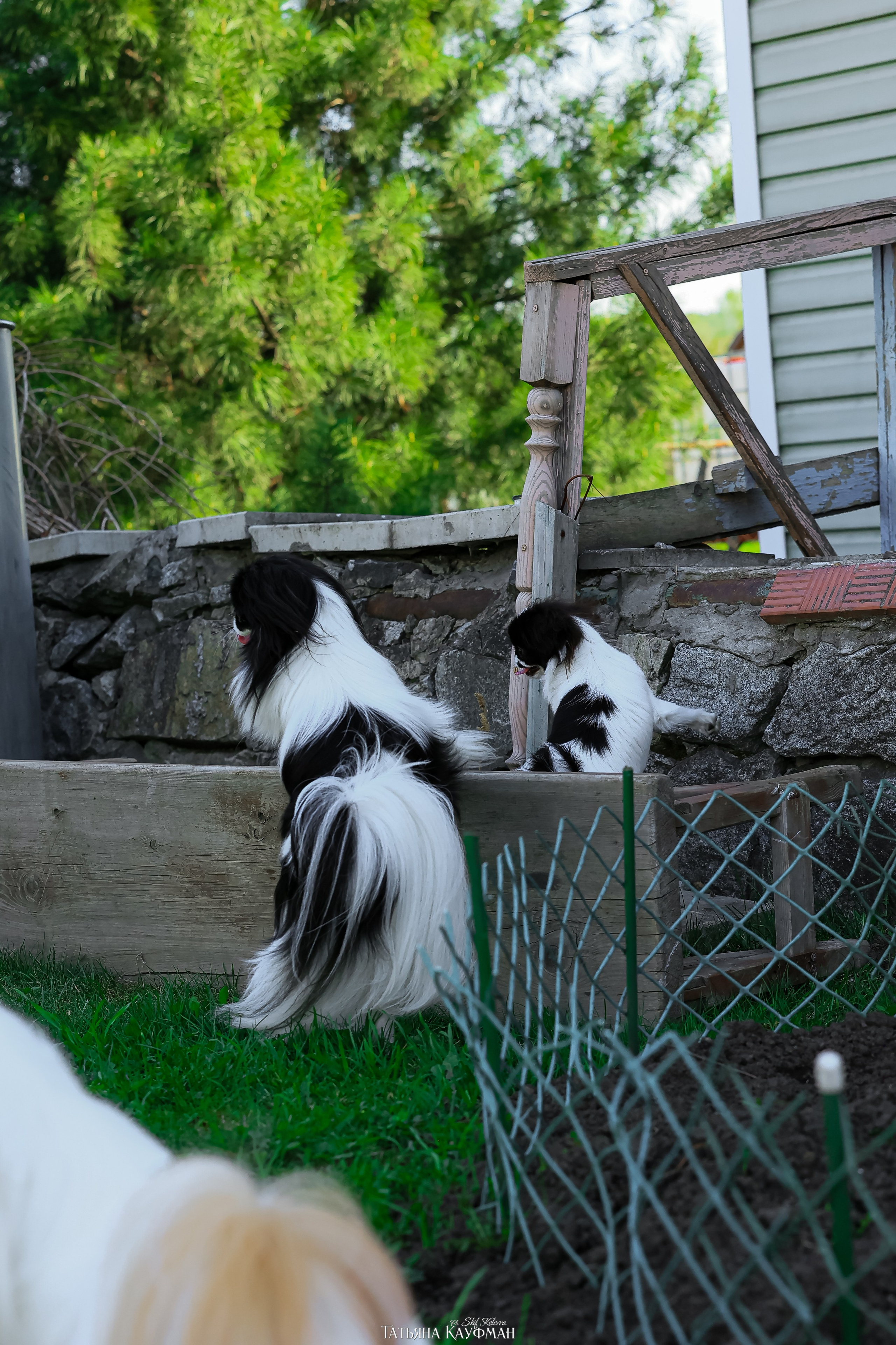 Японский хин, фотография японский хин, собака в цветах, красивая собака, фотограф анималист, фотокурс Анималистика, научиться фотографировать собак, фотограф Новосибирск