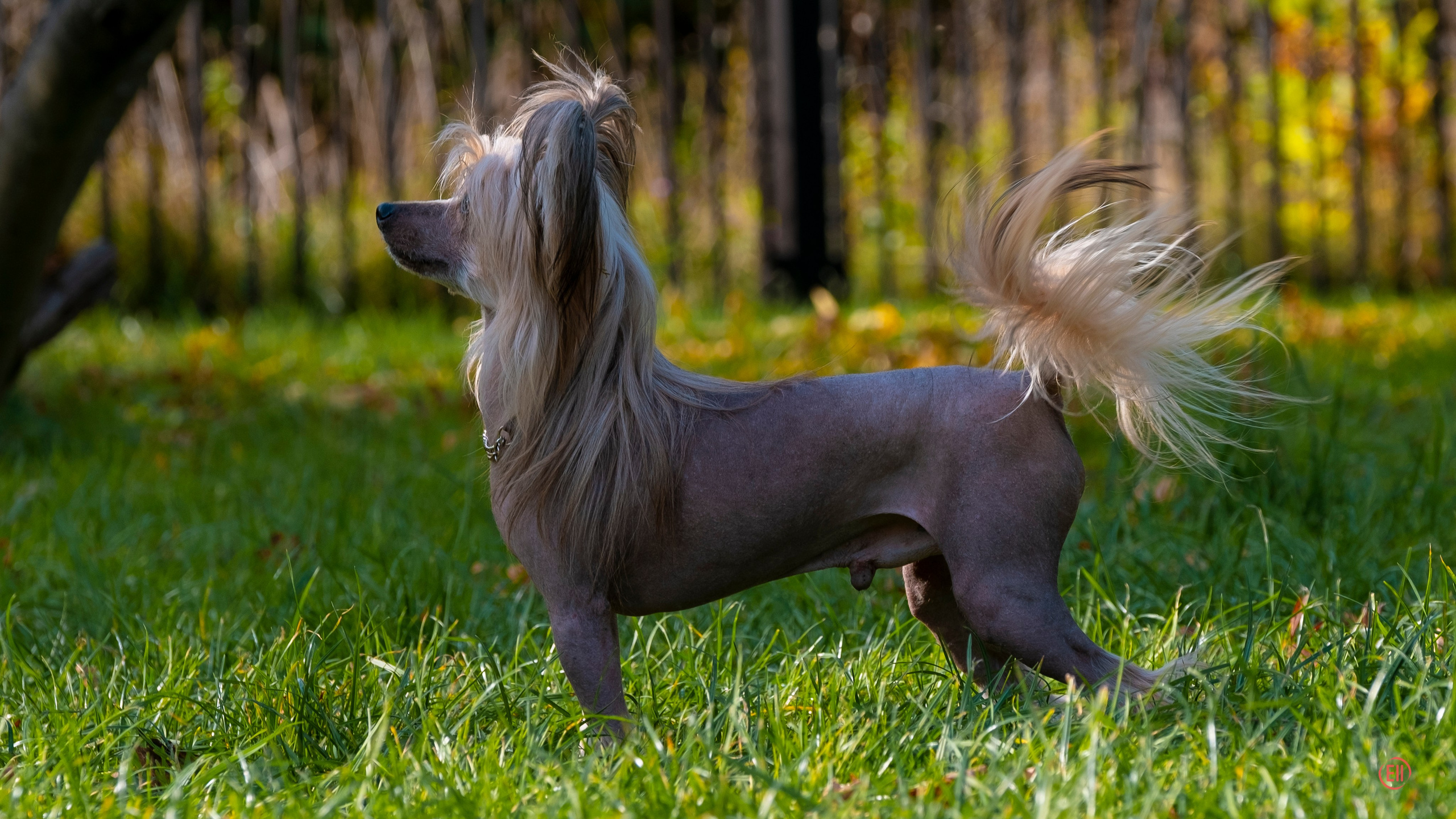 Poale Ell Cooper. Chinese Crested Dog Kennel Poale Ell