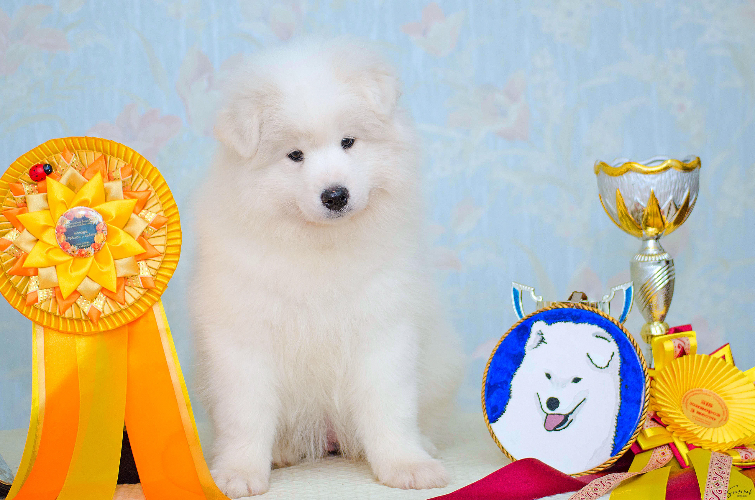 Щенки. Slavilada-Лапки. Свет. Любовь… Профессиональная фотосессия питомцев Для памяти, пристройства и продажи. Хабаровск