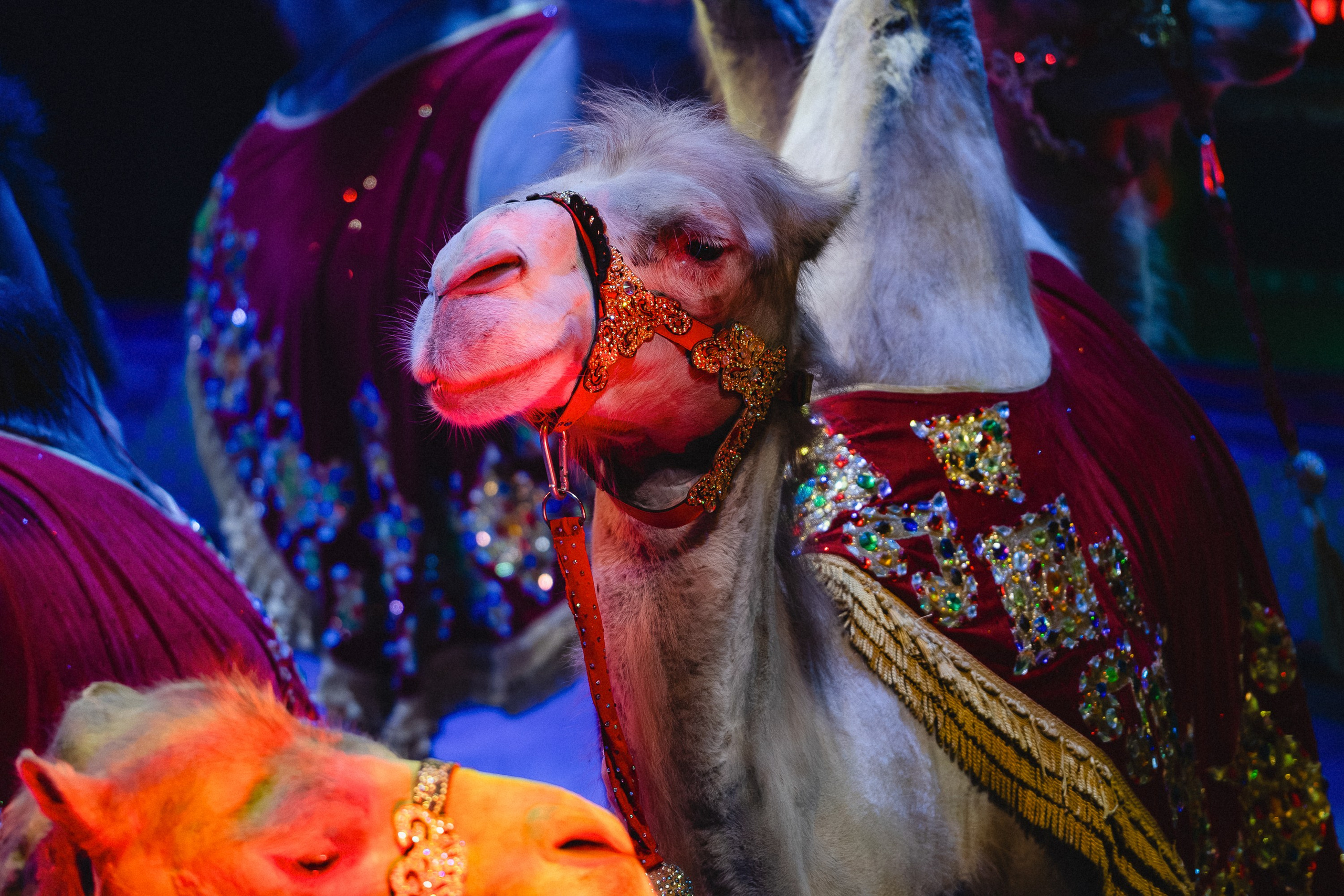 Пресс-показ шоу «Песчаная Сказка». Воробьева Ксения — Спортивный и танцевальный фотограф Новосибирск