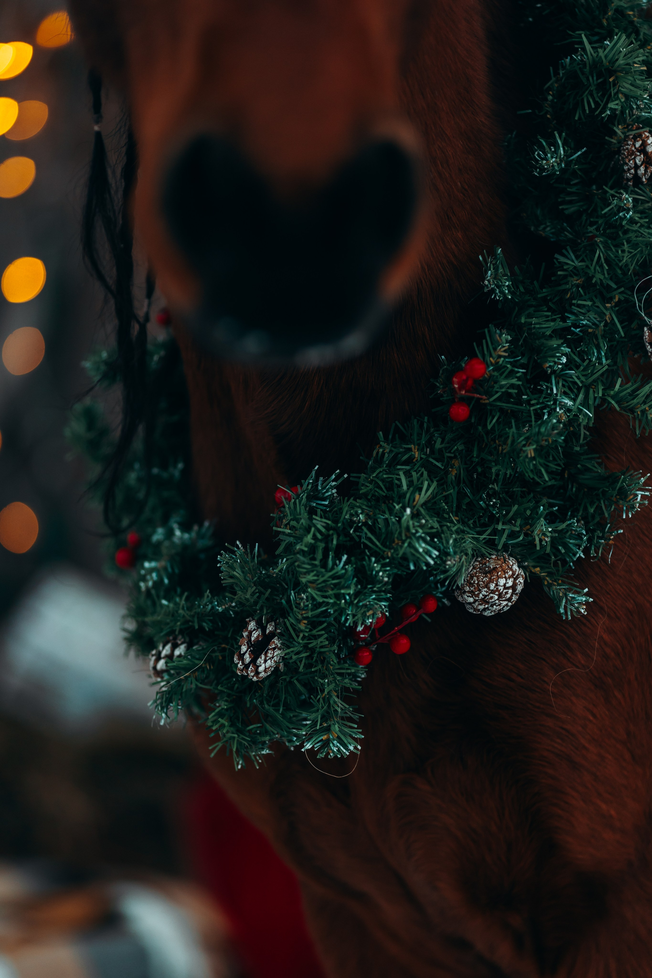 Тариф новогодний 2024. Анна Молчанова конный фотограф в Тюмени | фотосессии с лошадьми Тюмень