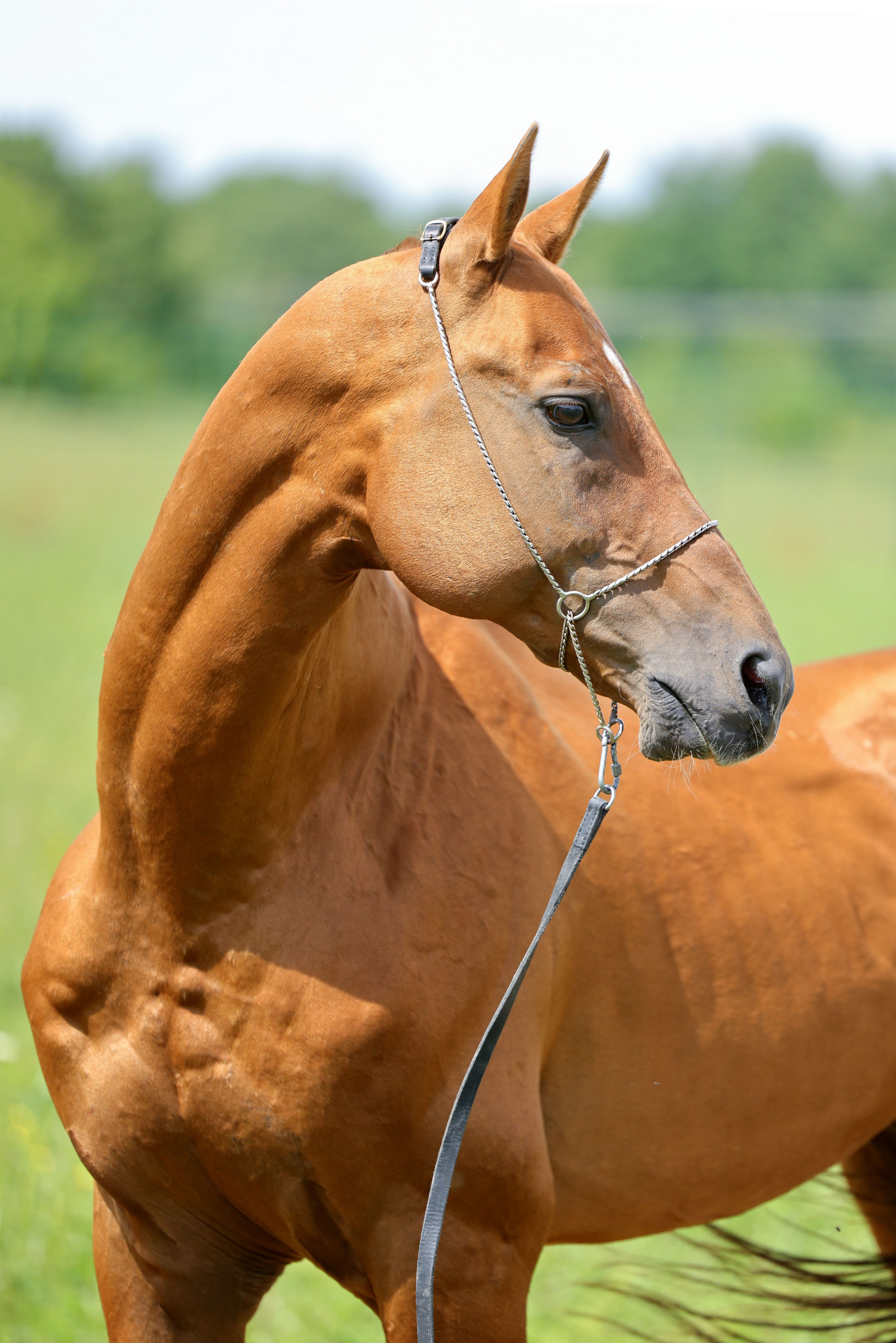 Фокус. Продажа ахалтекинских и полукровных лошадей