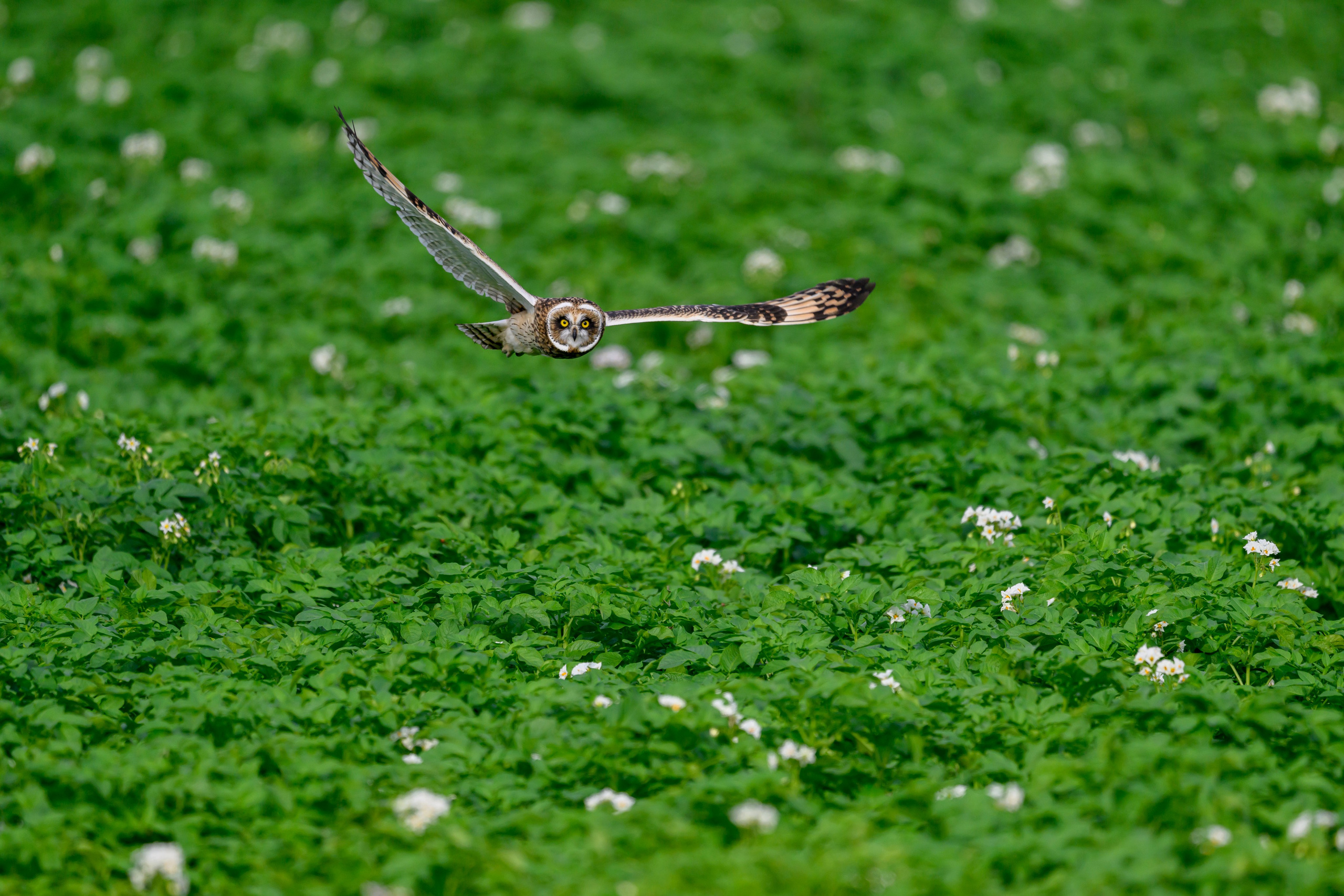 Совята учатся летать. Owlets learn to fly. Фотограф Сергей Пупонин