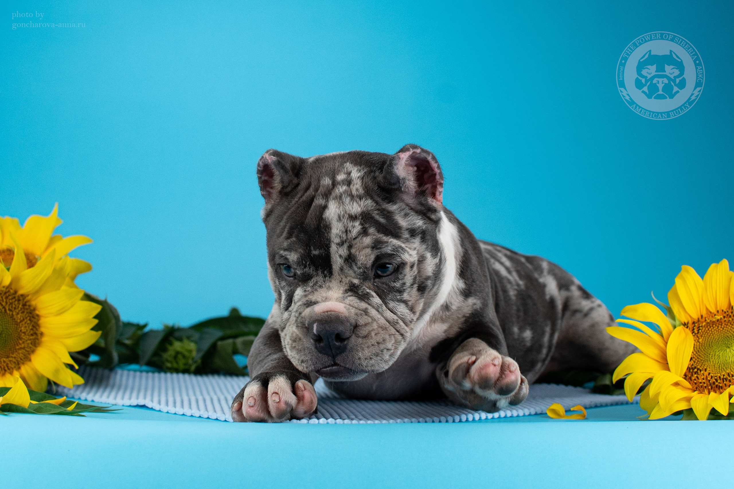 кобель на вязку Американского булли в Санкт-Петербурге