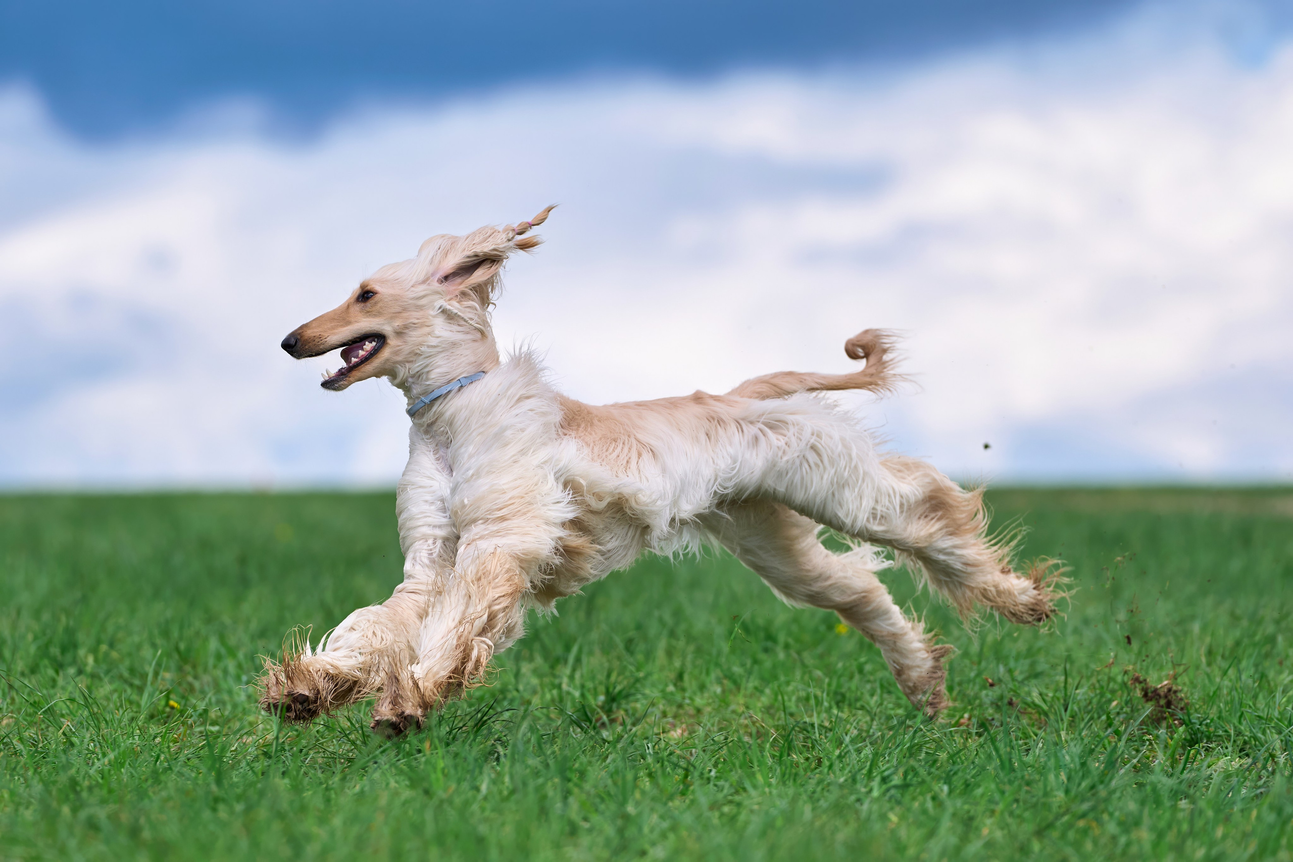 Тренировка по курсингу «на Ярославке». Фотограф-анималист Михаил Манухин
