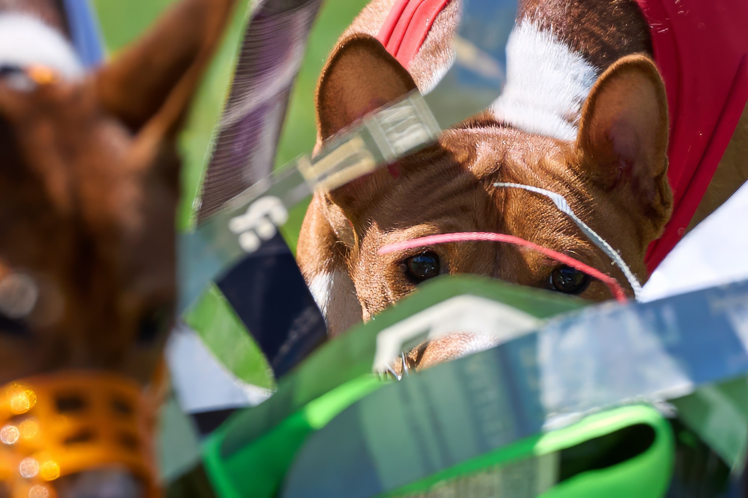 Квалификация по курсингу Донино. Фотограф-анималист Михаил Манухин