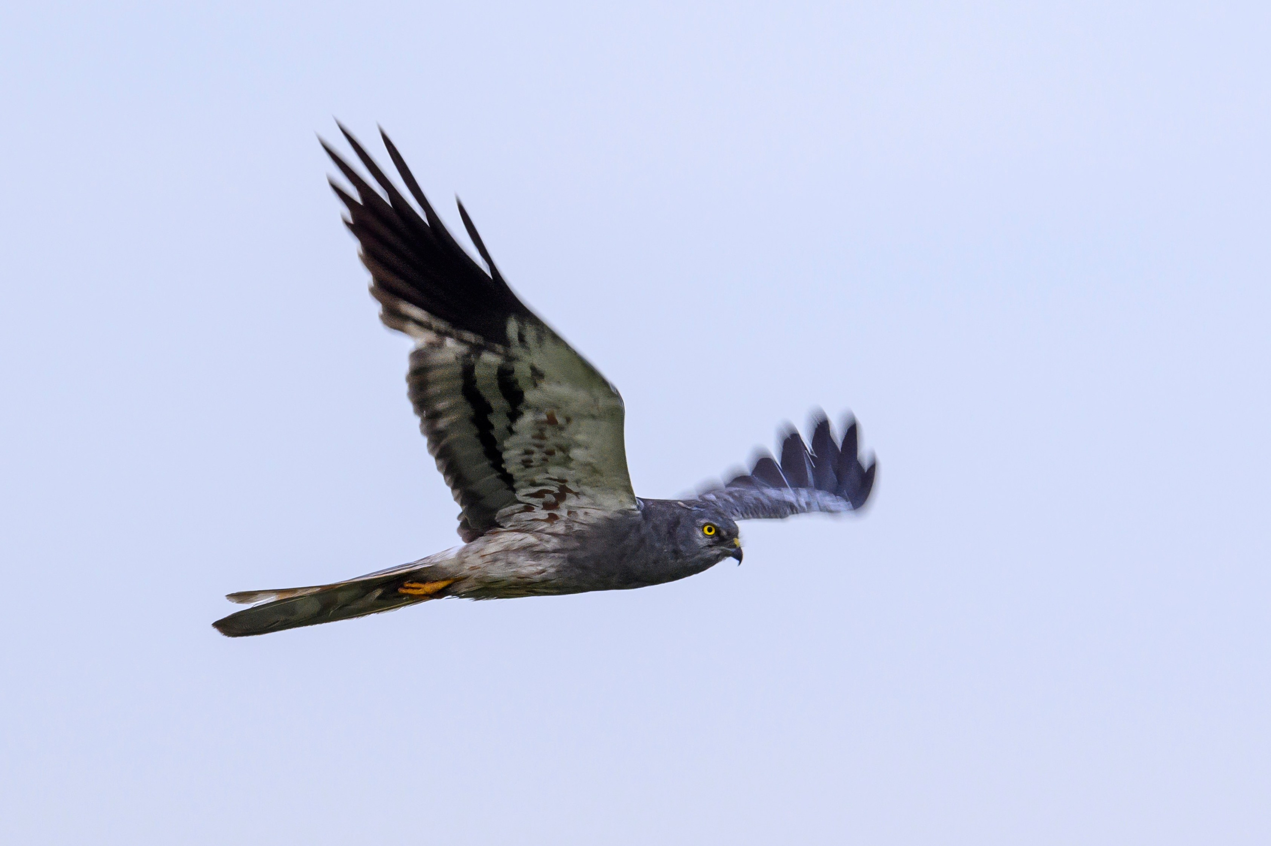Луни и цапли | Harriers and Herons. Wildlife photography by Sergey Puponin