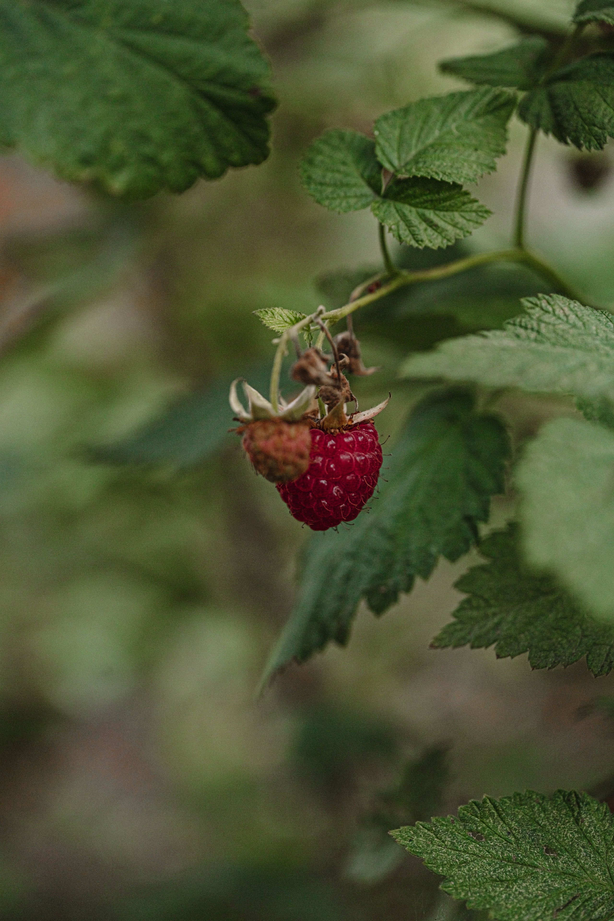 Green. Фотограф Олеся Кавлакан