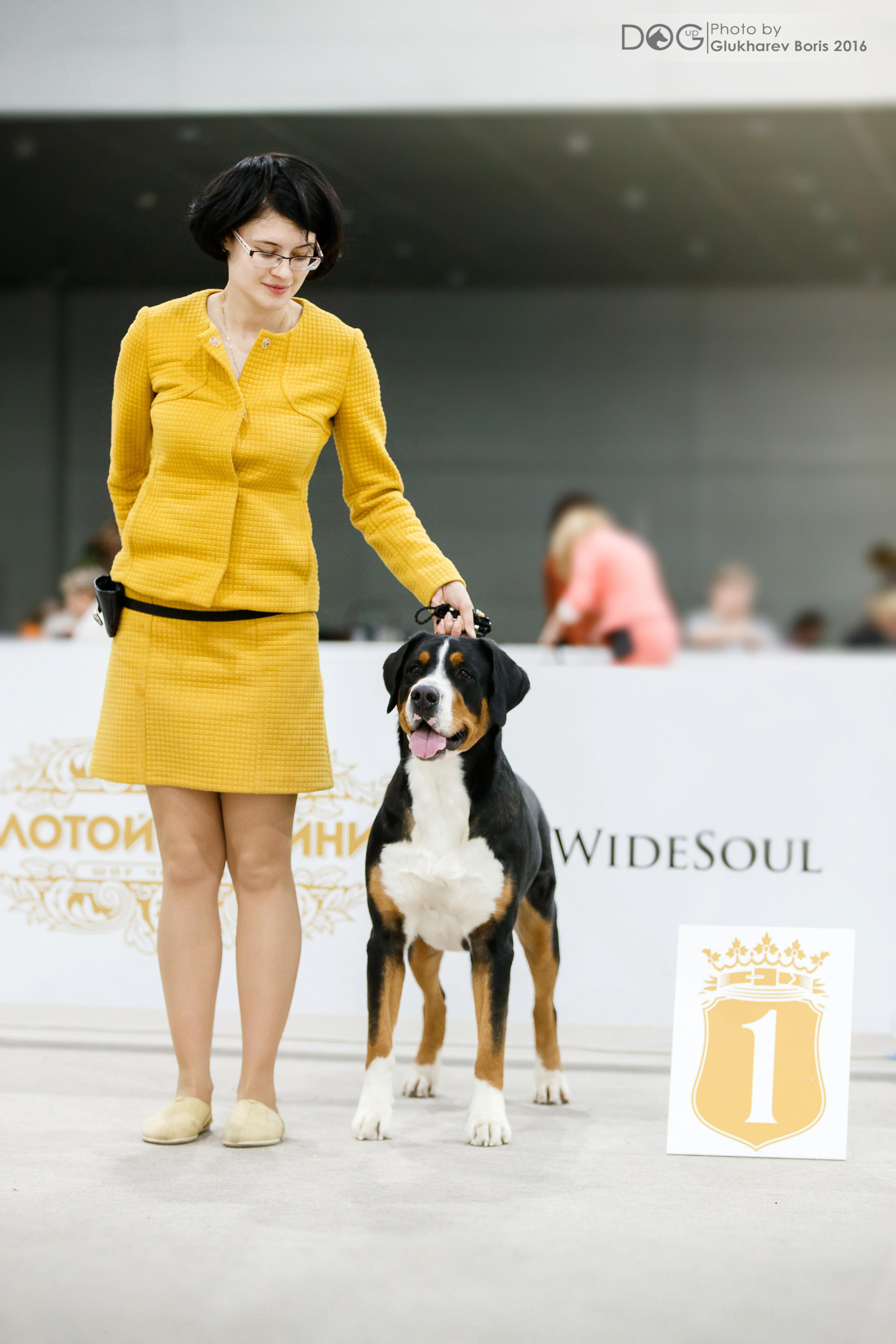 Большой Швейцарский Зенненхунд