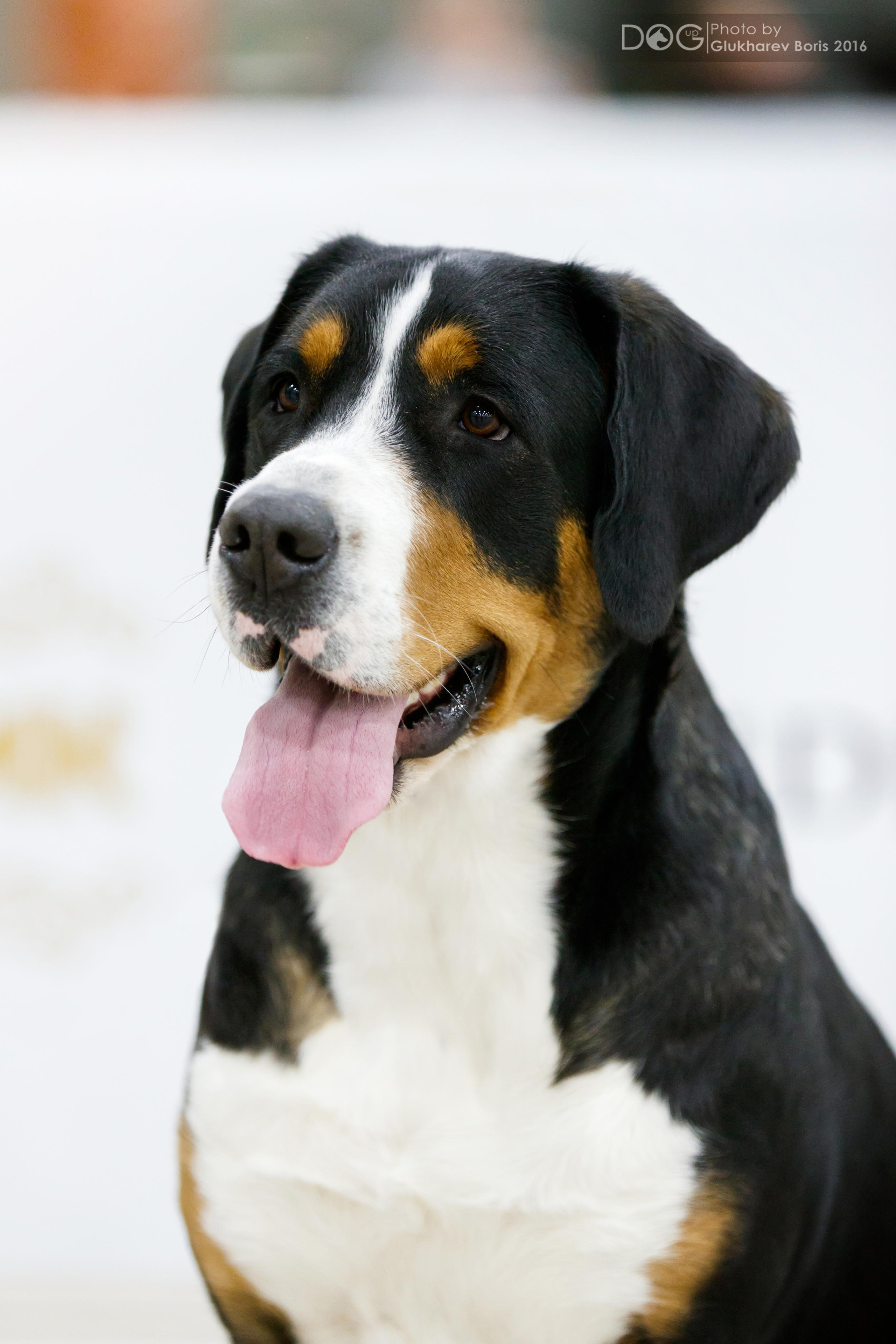 great swiss mountain dog