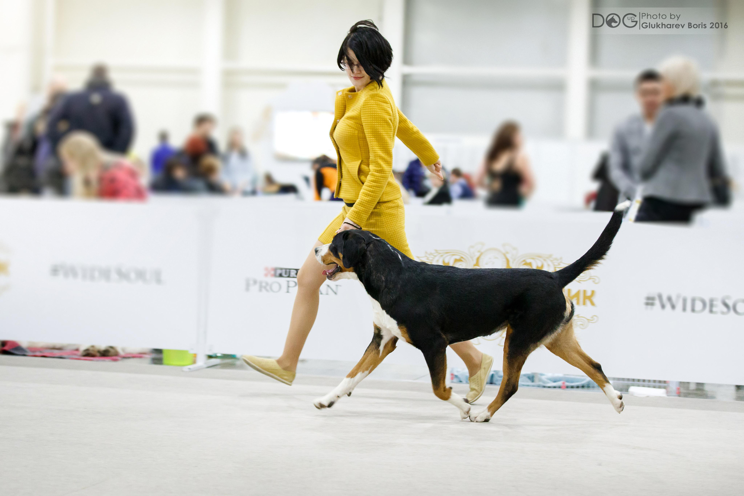 Большой Швейцарский Зенненхунд