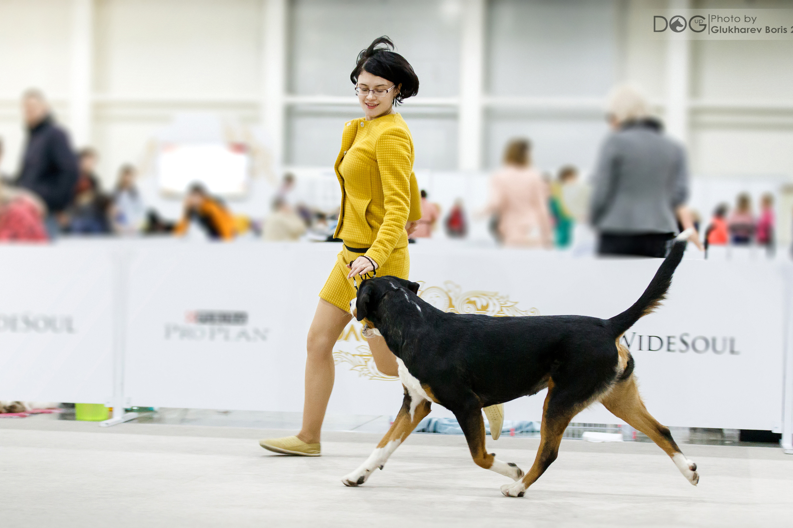 Большой Швейцарский Зенненхунд