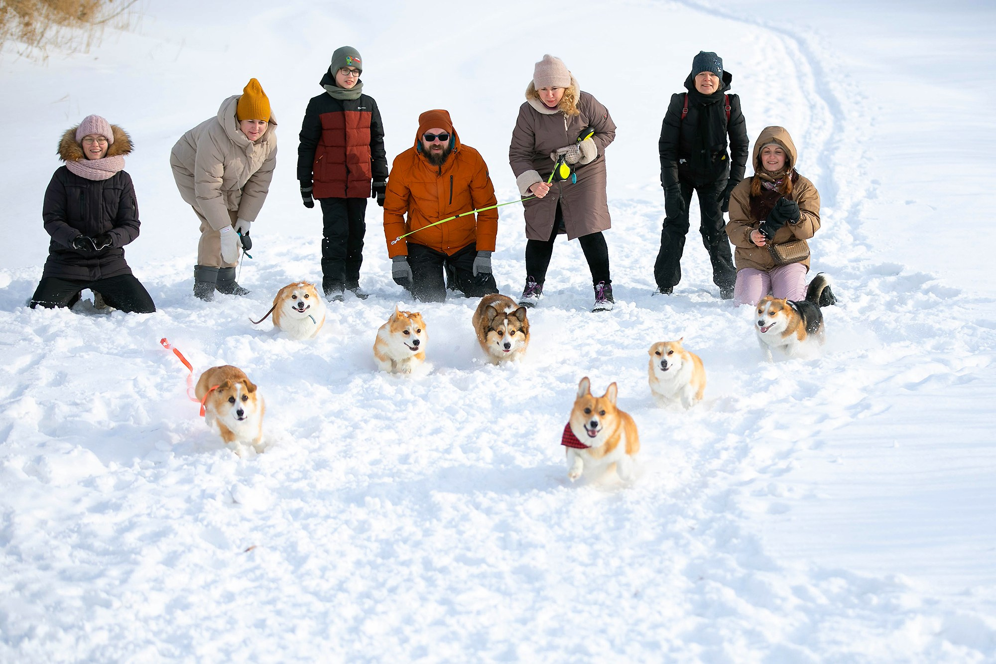 Корги-туса. Фотограф-анималист в Омске Екатерина Маричева
