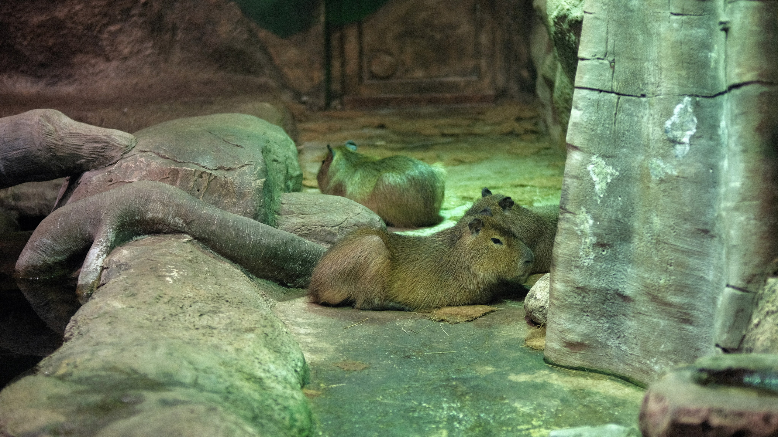 Москвариум в Москве, капибары в вольере, наземные животные и экспозиции океанариума