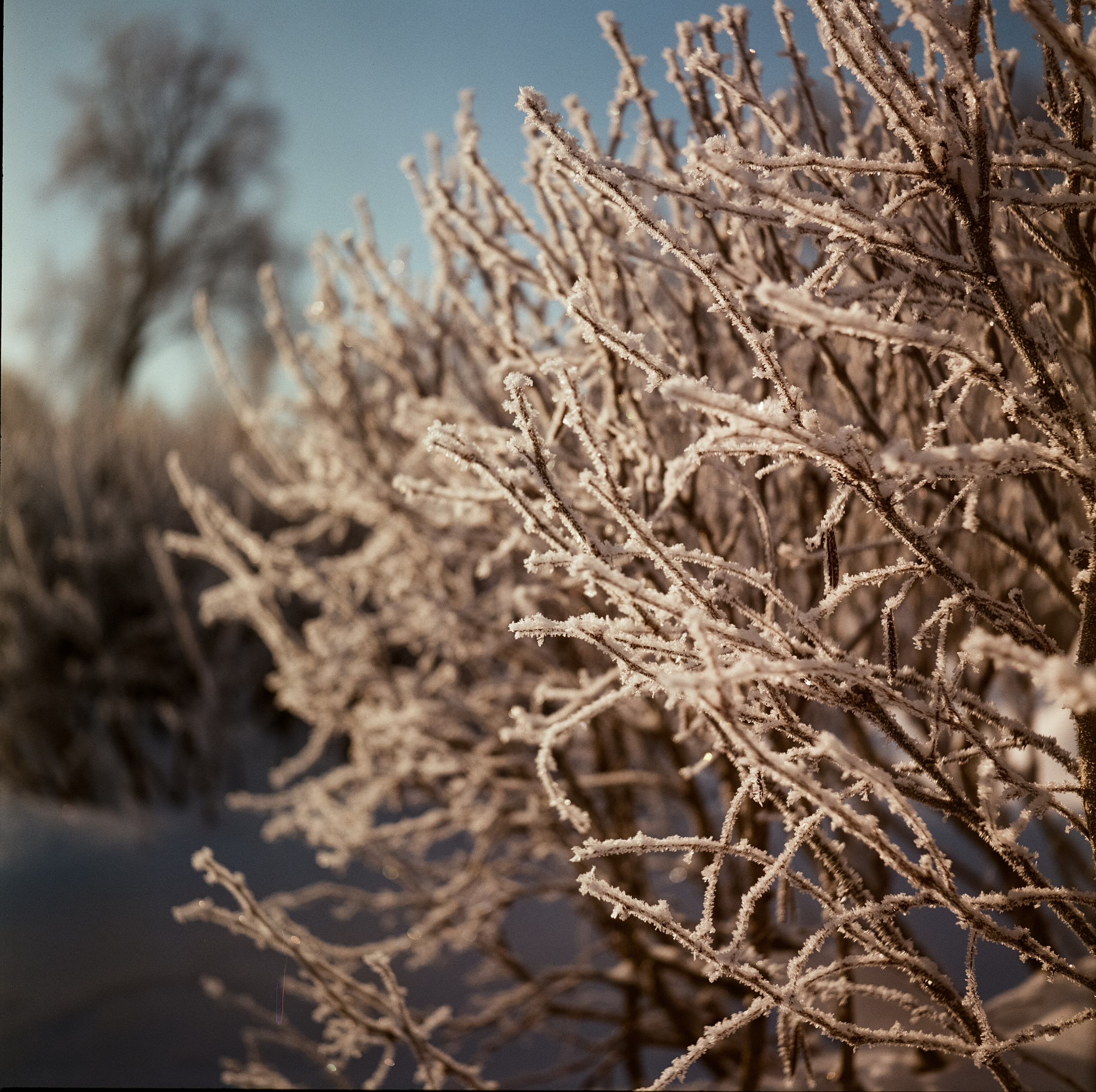 Архангельское