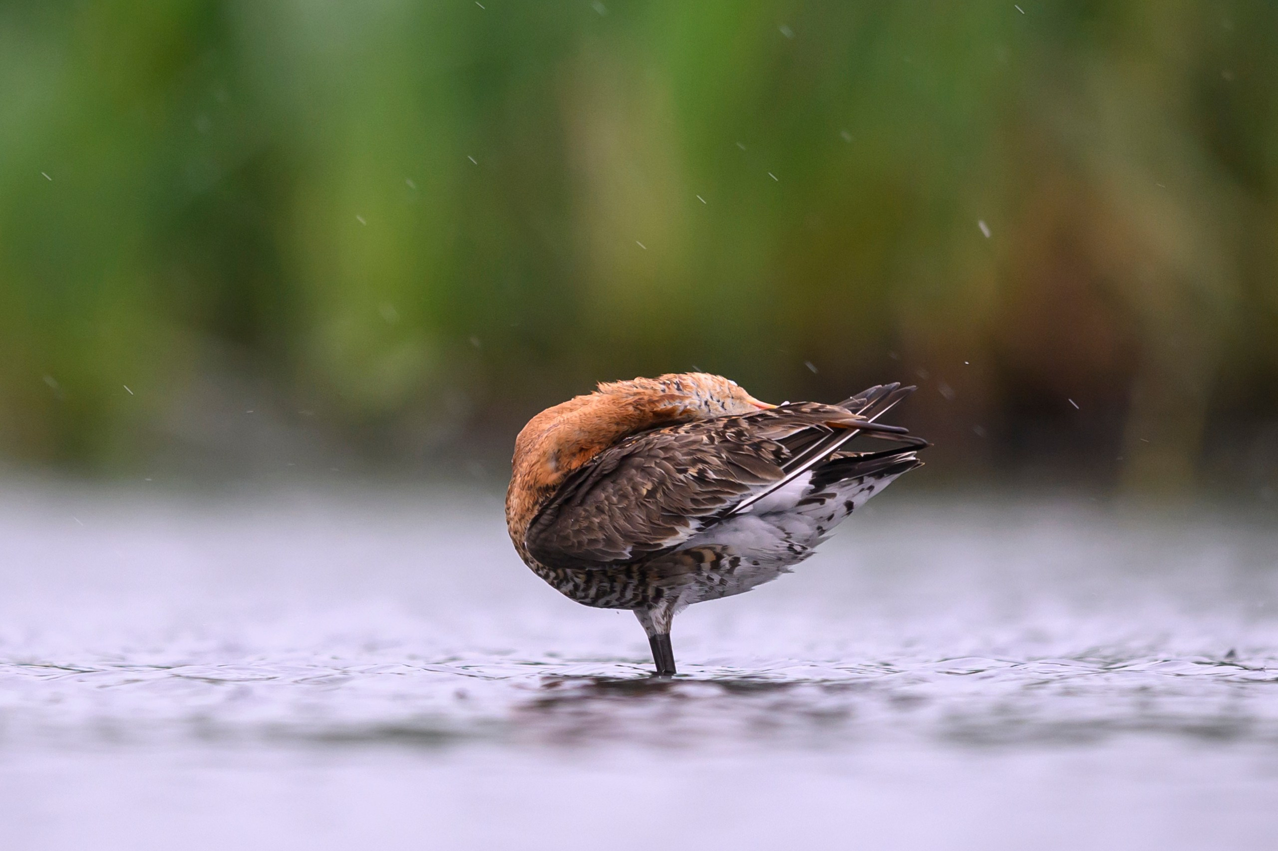 Поручейники и большой веретенник. Wildlife photography by Sergey Puponin