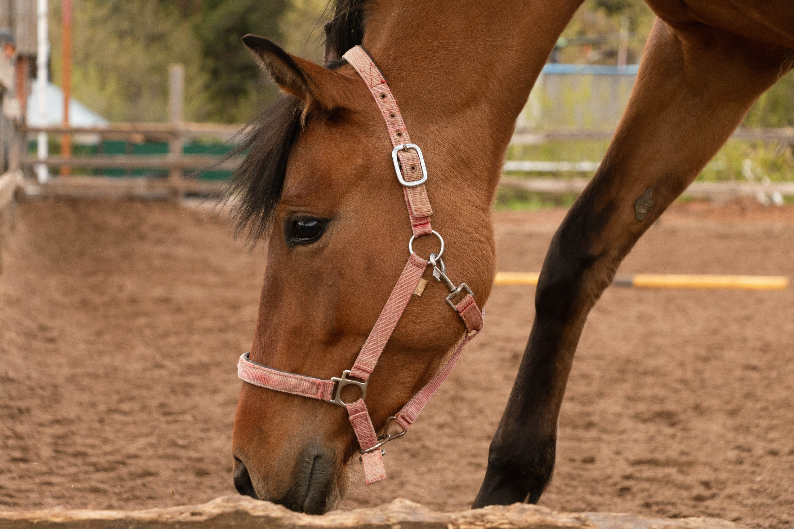 Олег Романов. Мастер фото по спорту