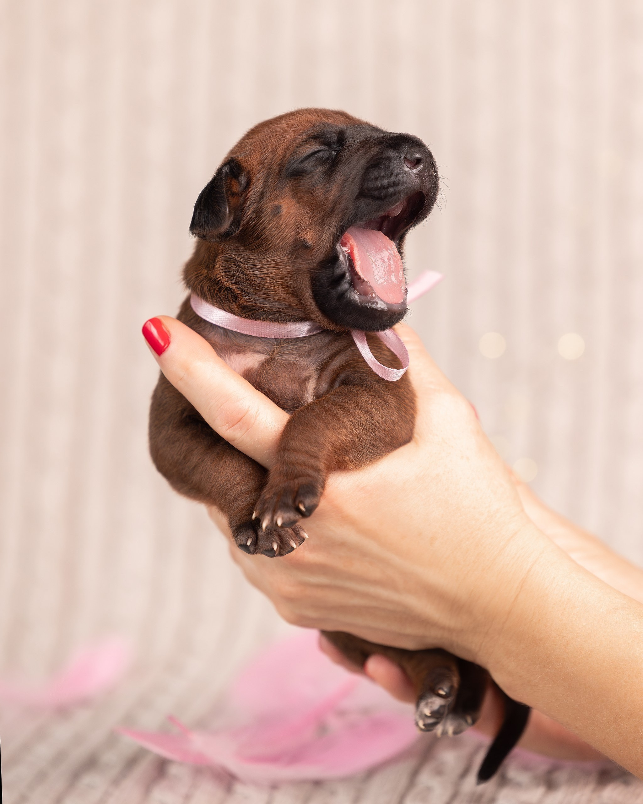 VIVA VERITAS Iz Doma Narayzi. Родезийские Риджбеки в Санкт-Петербурге