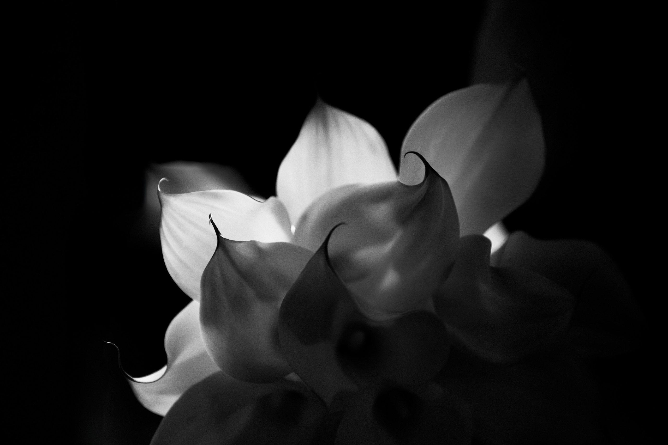 Фотограф Савастина Екатерина