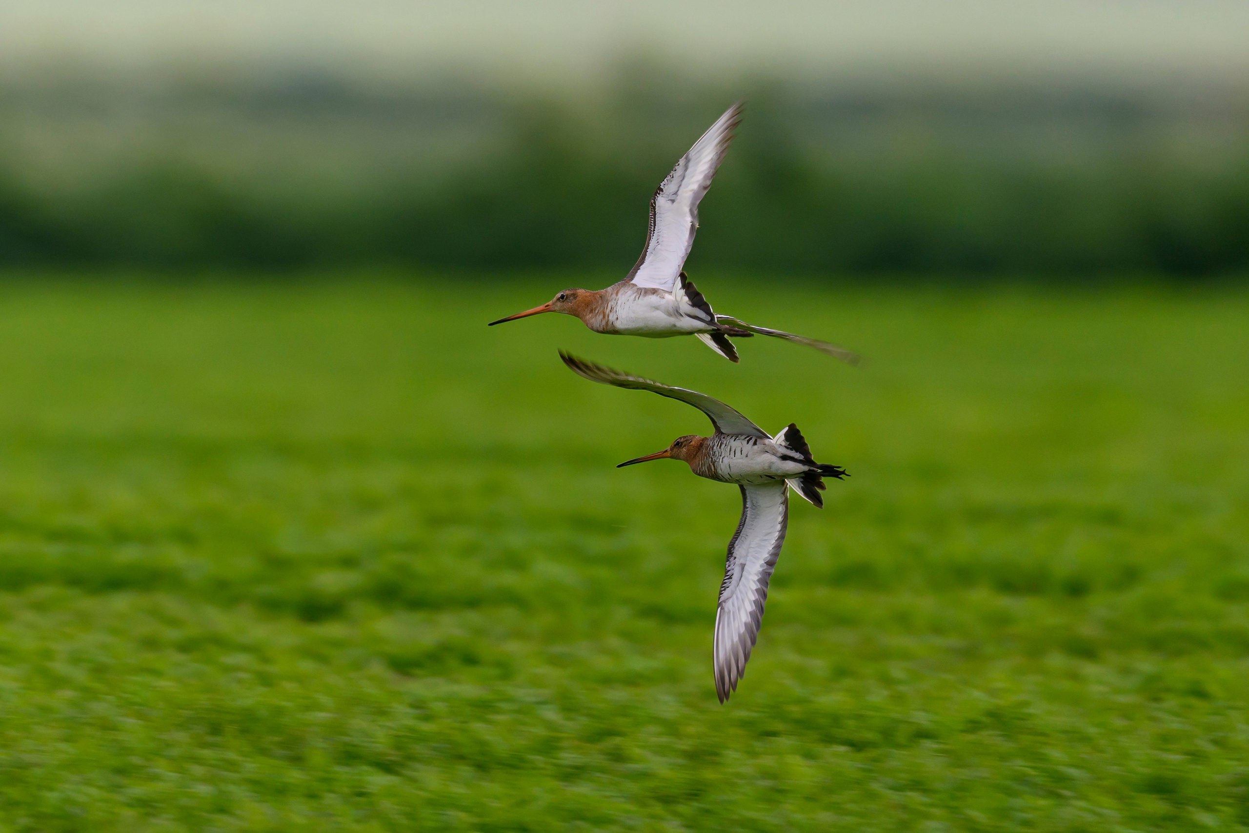 Веретенник и пожар на болоте. Wildlife photography by Sergey Puponin