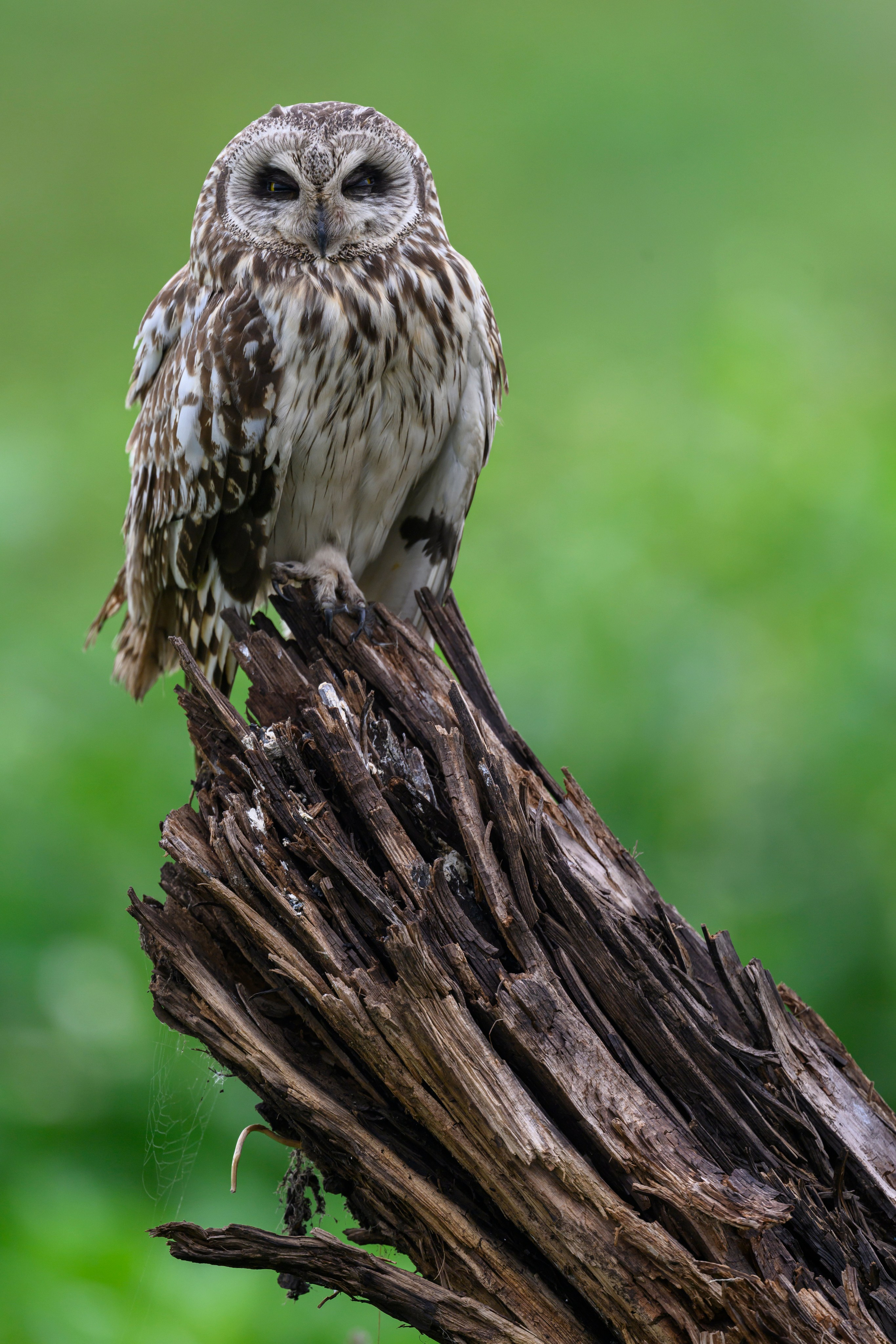 Мэрилин Монро | Marilyn Monroe. Фотограф Сергей Пупонин