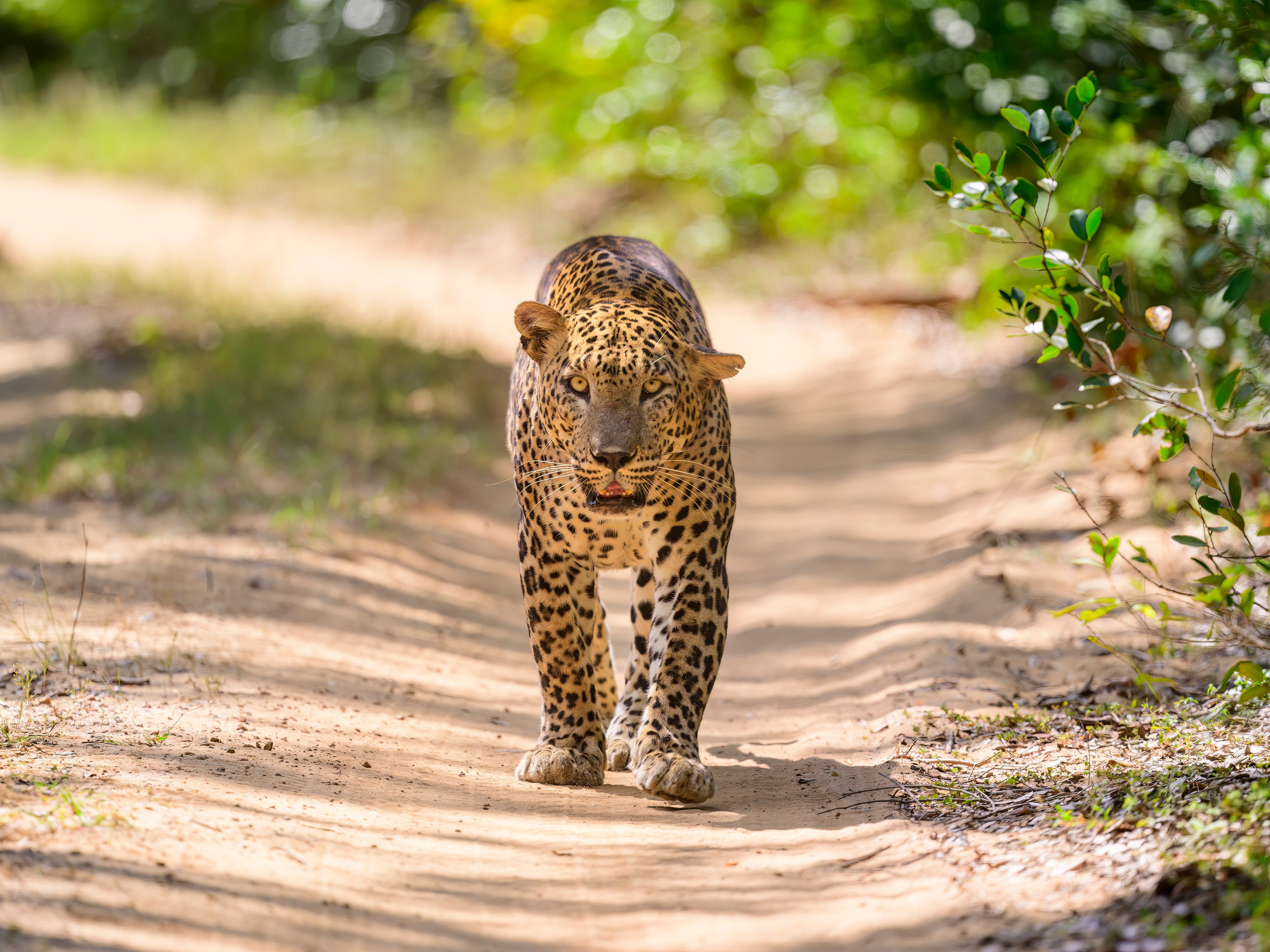 Большие кошки | Big cats. Фотограф Сергей Пупонин
