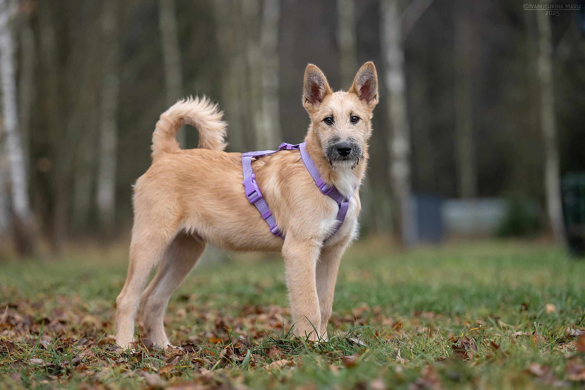 Пиарные фотосессии собак на пристройство. Фотограф собак в Москве и Московской области Иванушкина Мария