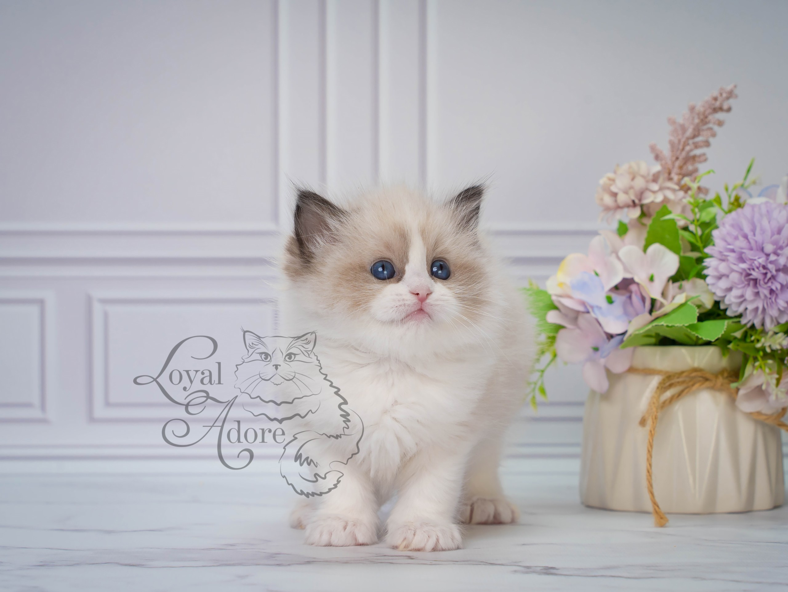 Котята рэгдолл от Loyal Adore. Питомник рэгдолл Loyal Adore