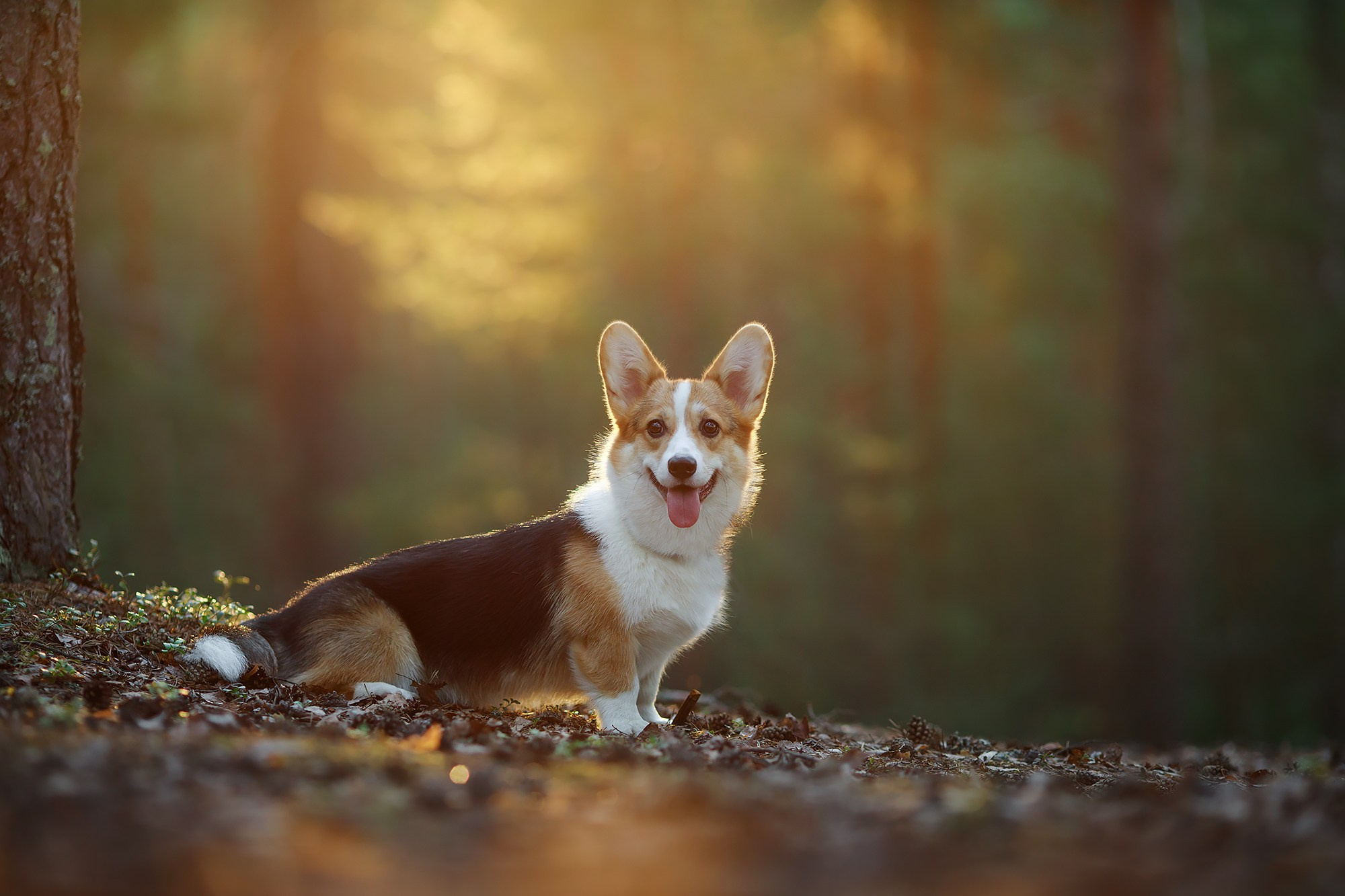 Фотограф-анималист Mary Mart — Москва, Питер