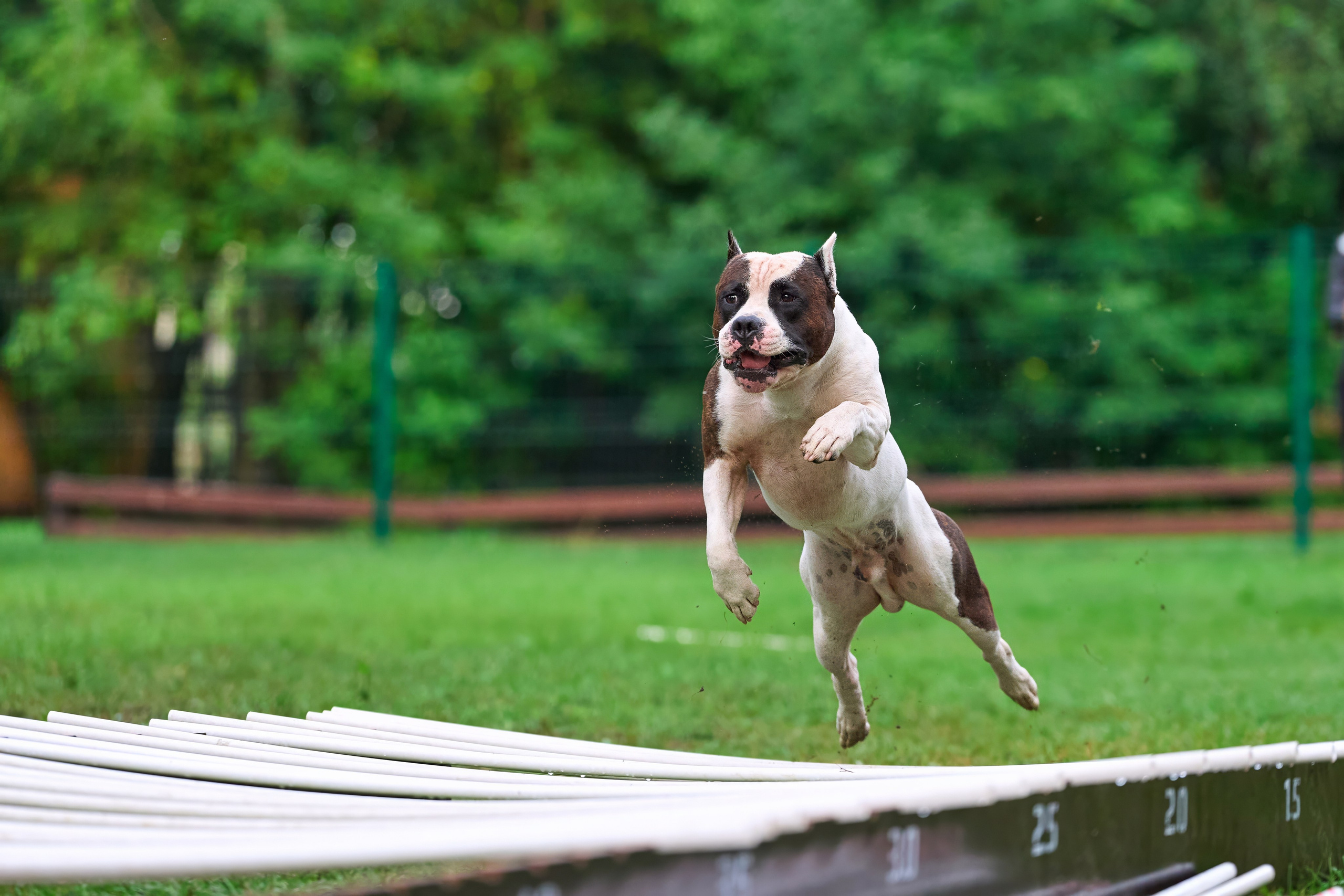 Jump'n'Gym JUMP! — 2024. Фотограф-анималист Михаил Манухин