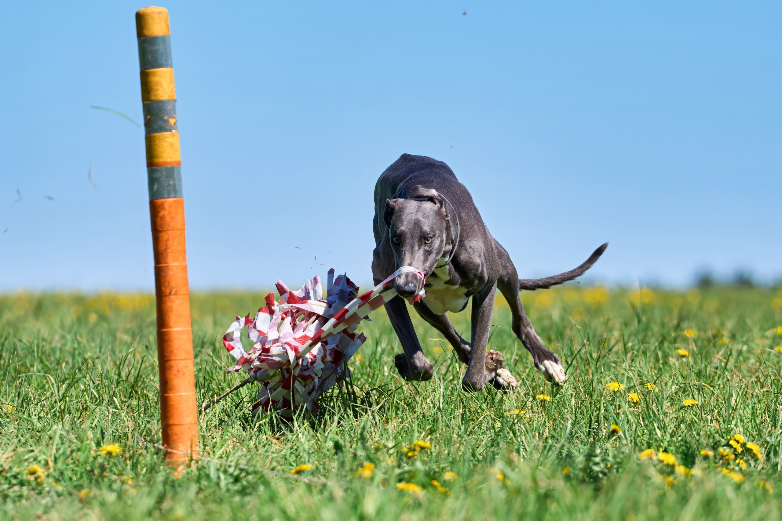 Тренировка по курсингу «на Ярославке». Фотограф-анималист Михаил Манухин