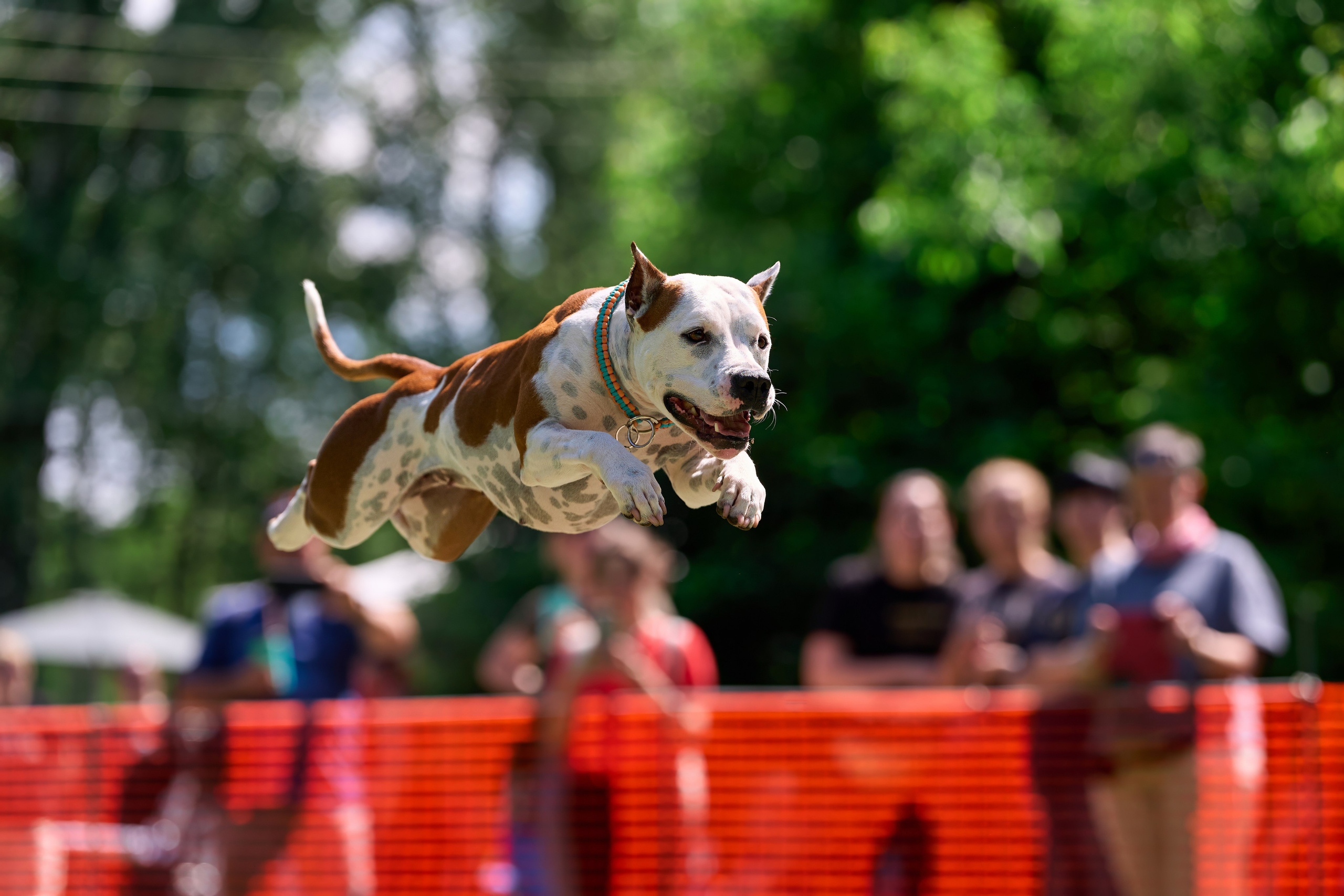 Двухдневные соревнования «Jump'n'Gym Fest — 2024». Фотограф-анималист Михаил Манухин