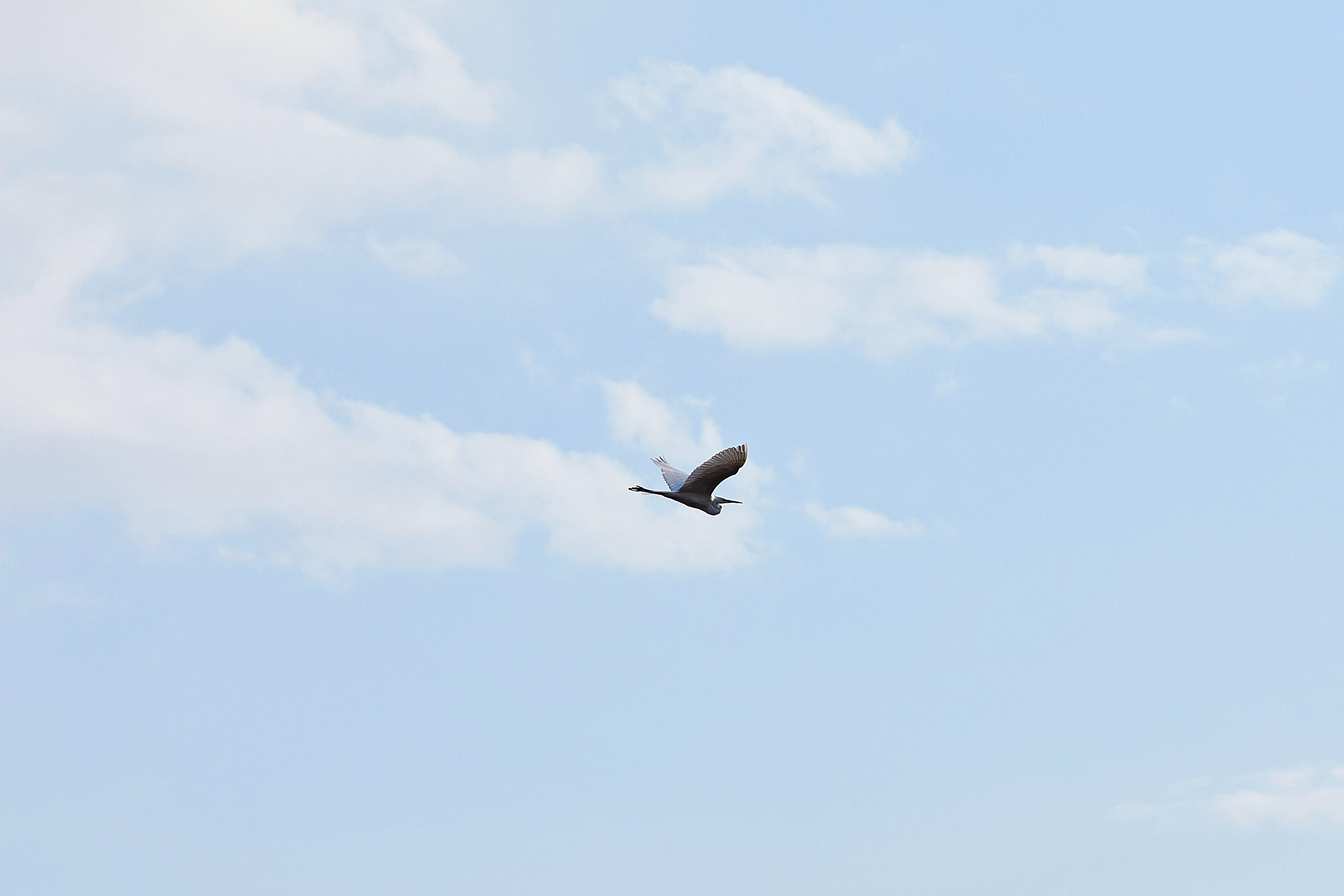 Цапля летит в весеннем небе на фоне светлых облаков