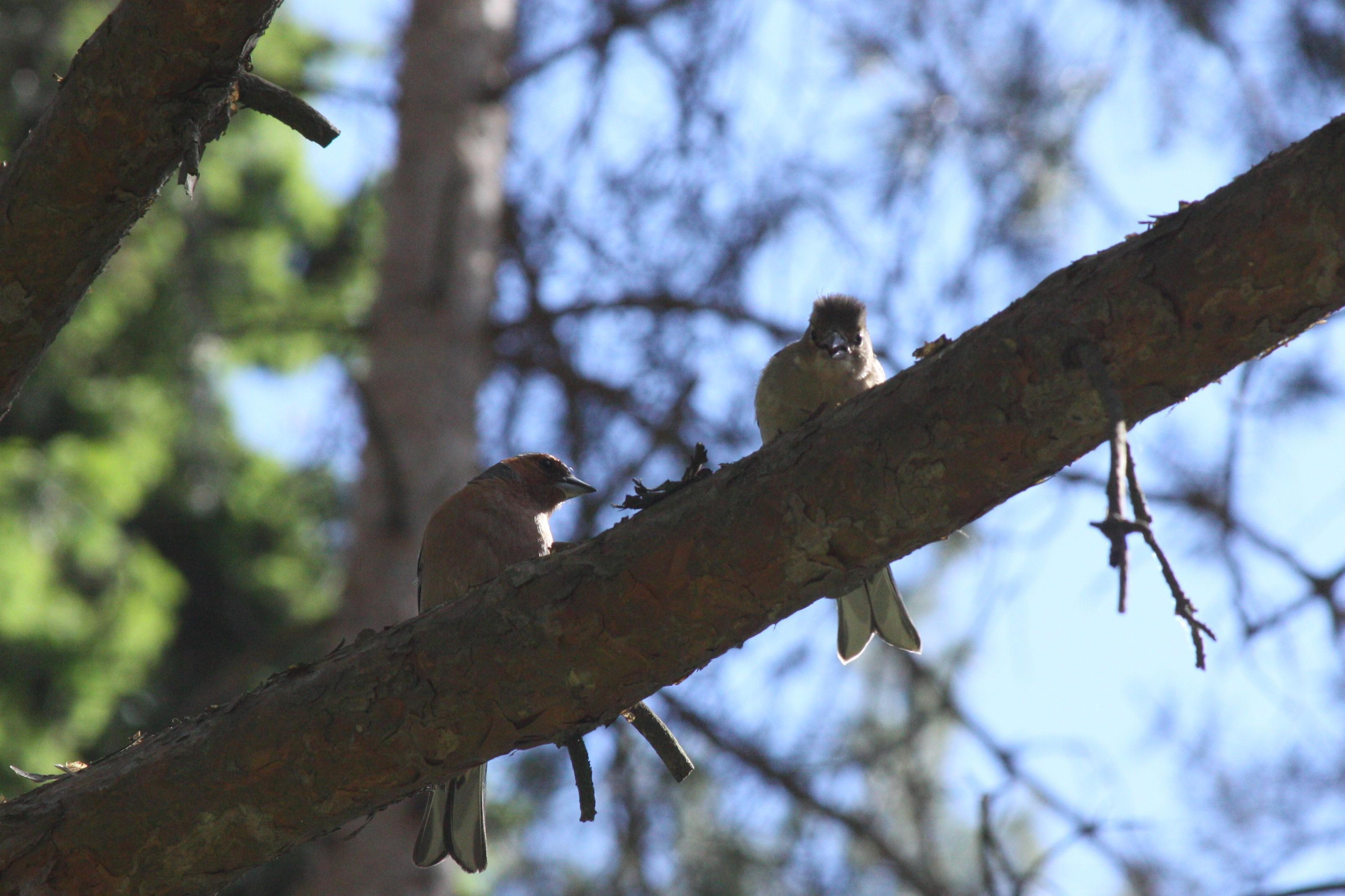 Матвей Лебедев: фото и видео, сайты. Москва, Жуковский, Малаховка