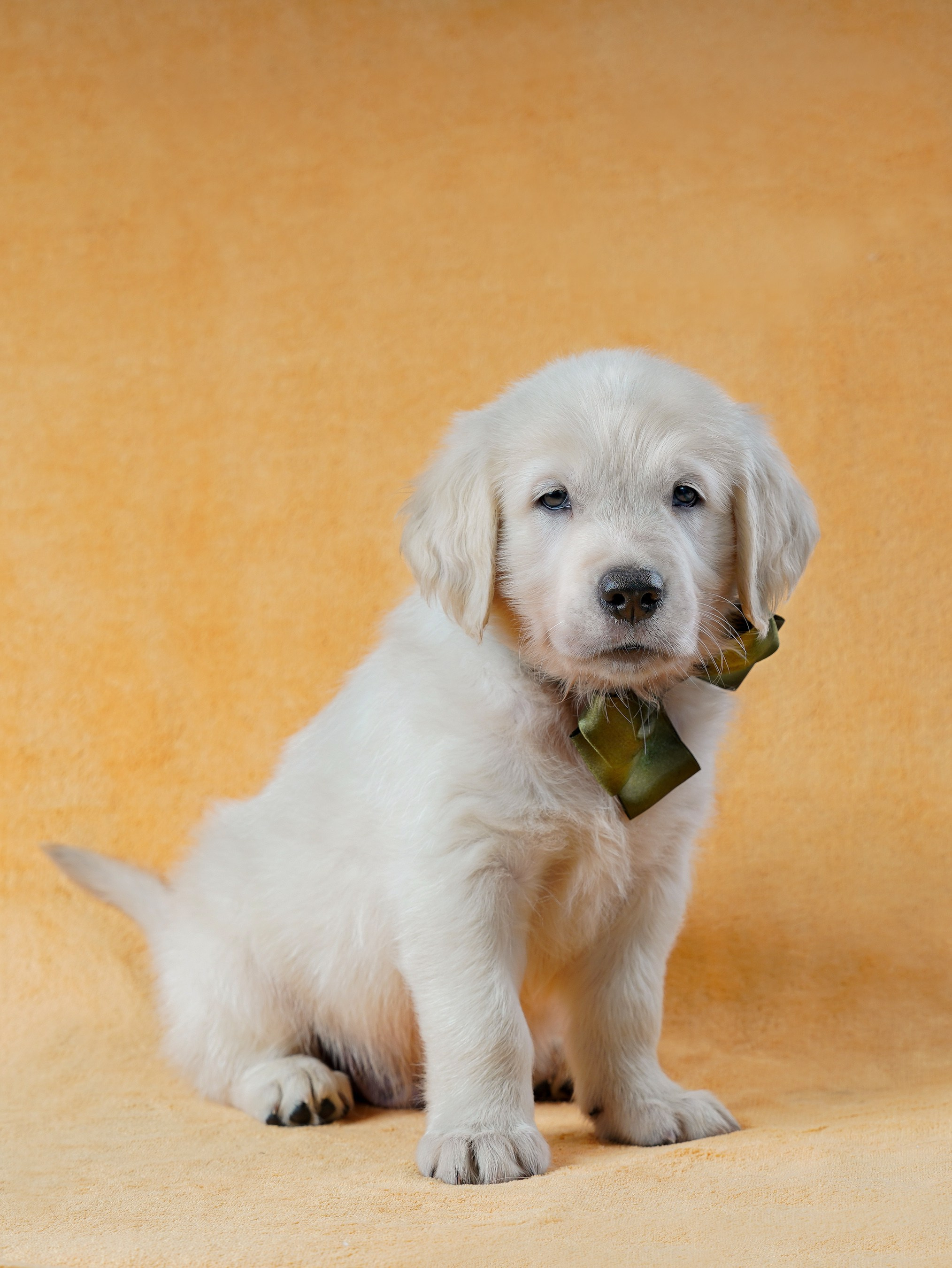 съемка собак, съемка щенков , съемка собак для авито, съемка щенков для авито, грумминг, фотограф животных. фотограф собак,съемка собак Нижний Новгород, съемка собак Бор,