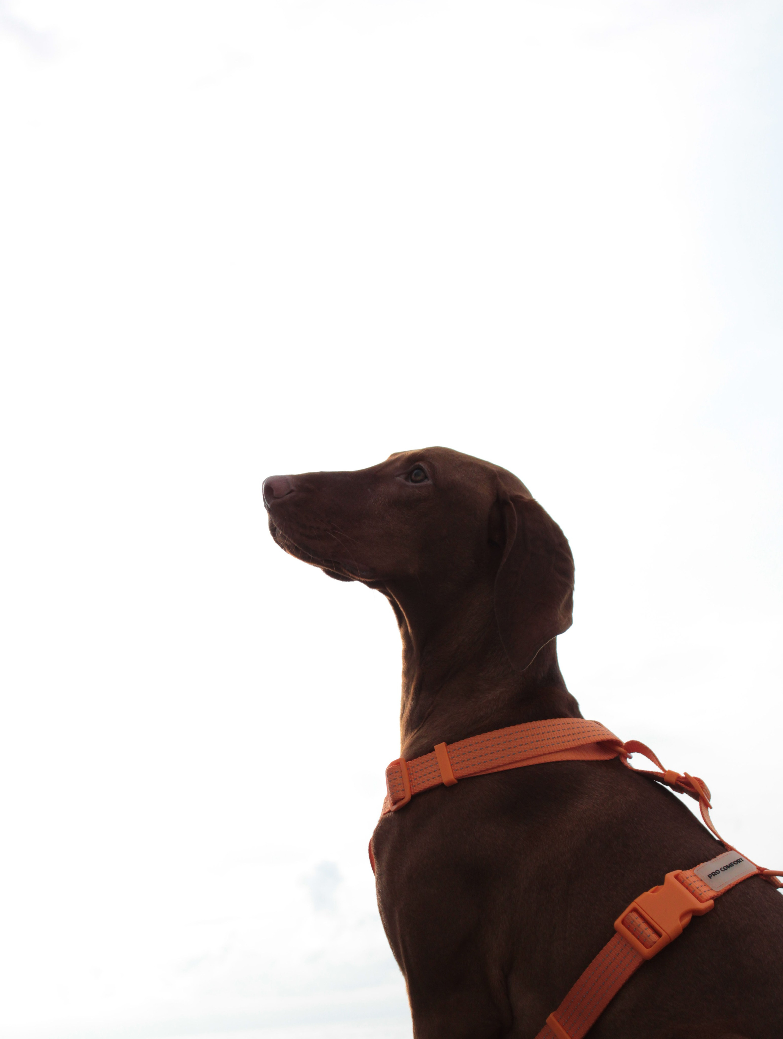 Онлайн-курс по съемке собак. Фотограф Анастасия Ветковская, Москва