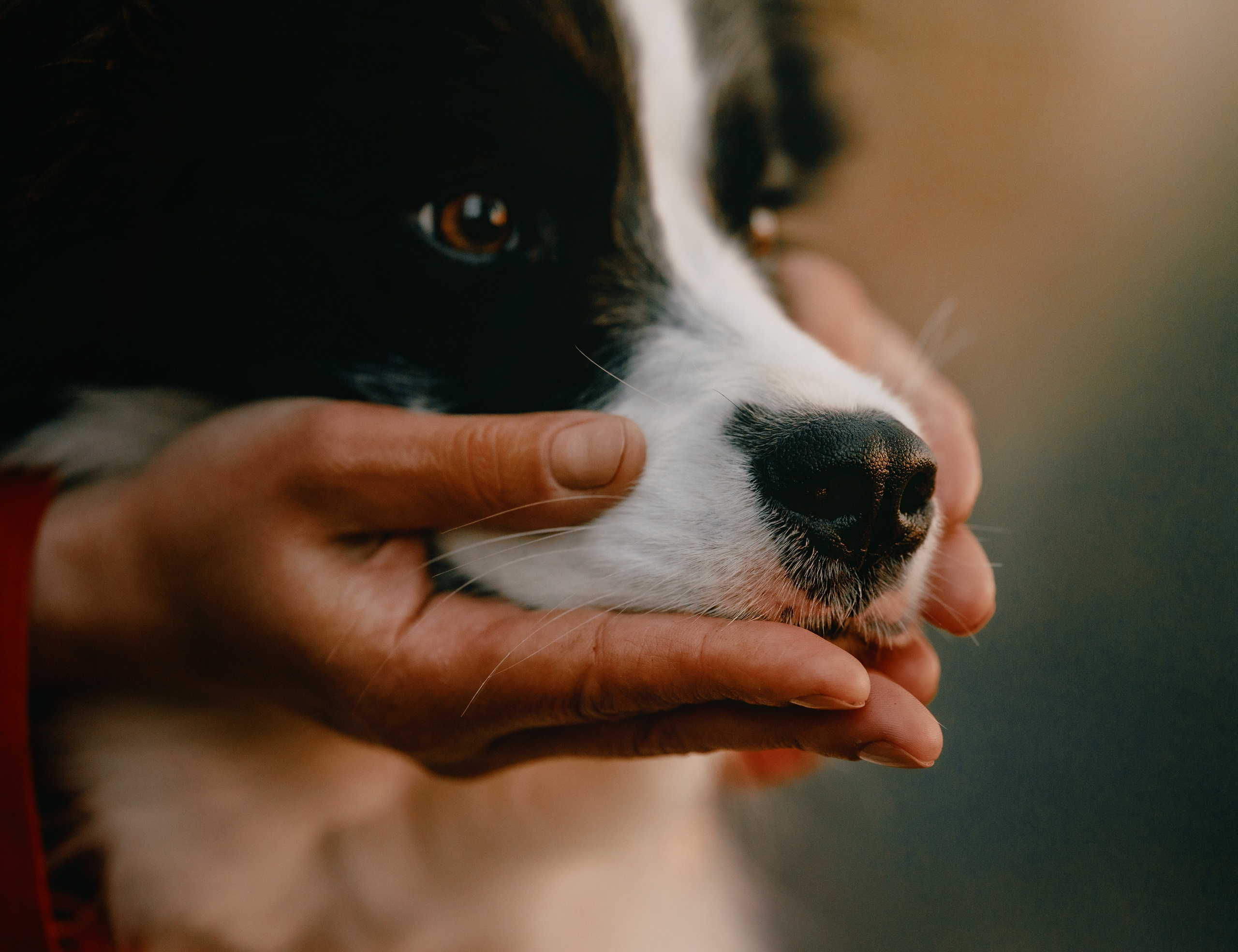 Съемка животных в Петрозаводске. Фотограф Варвара Ермоленко