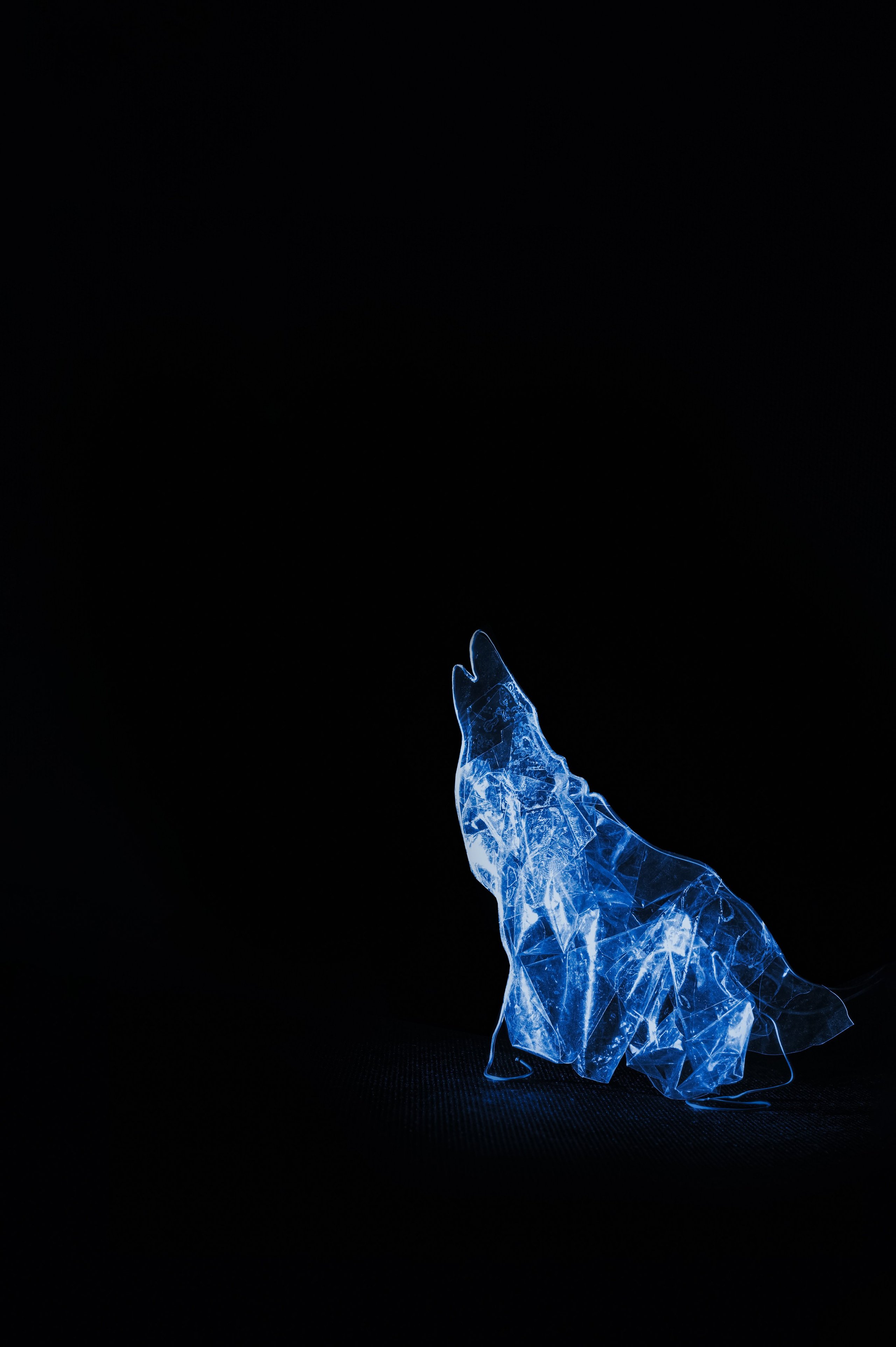 Волк острова Банкс - 1920.