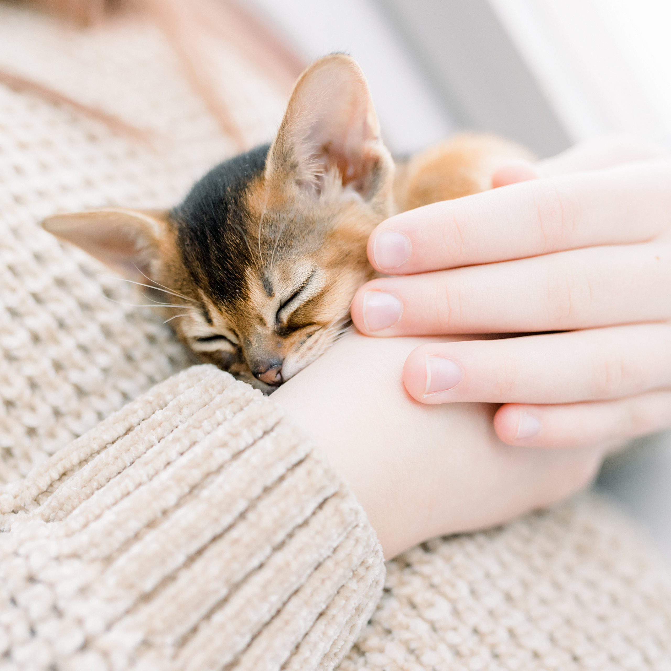 Про 4 лапы, детское счастье и кошачий ньюборн). Лена Крутова. Фотограф в Москве
