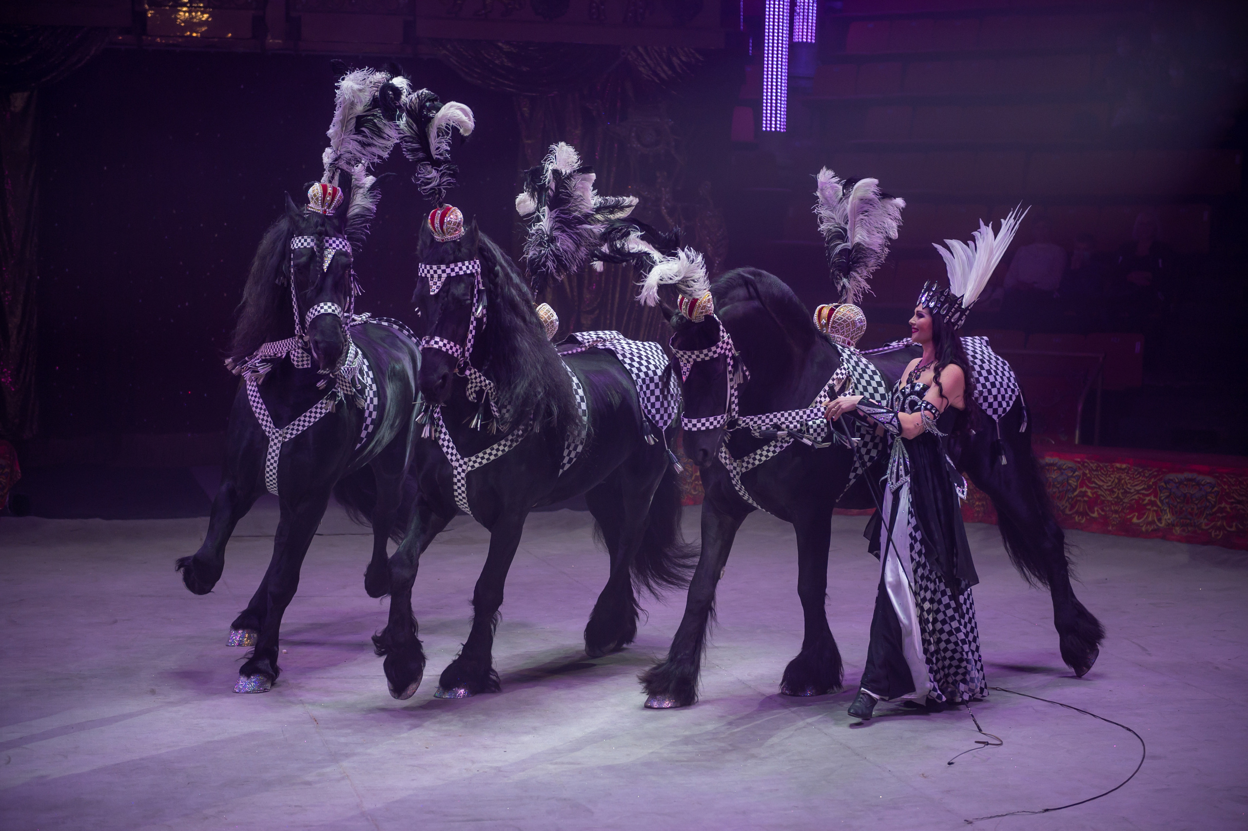 Фотосъёмка, репортаж премьеры Королевского Цирка Гии Эрадзе. Конный и фотограф с животными в Твери Топталова Люся