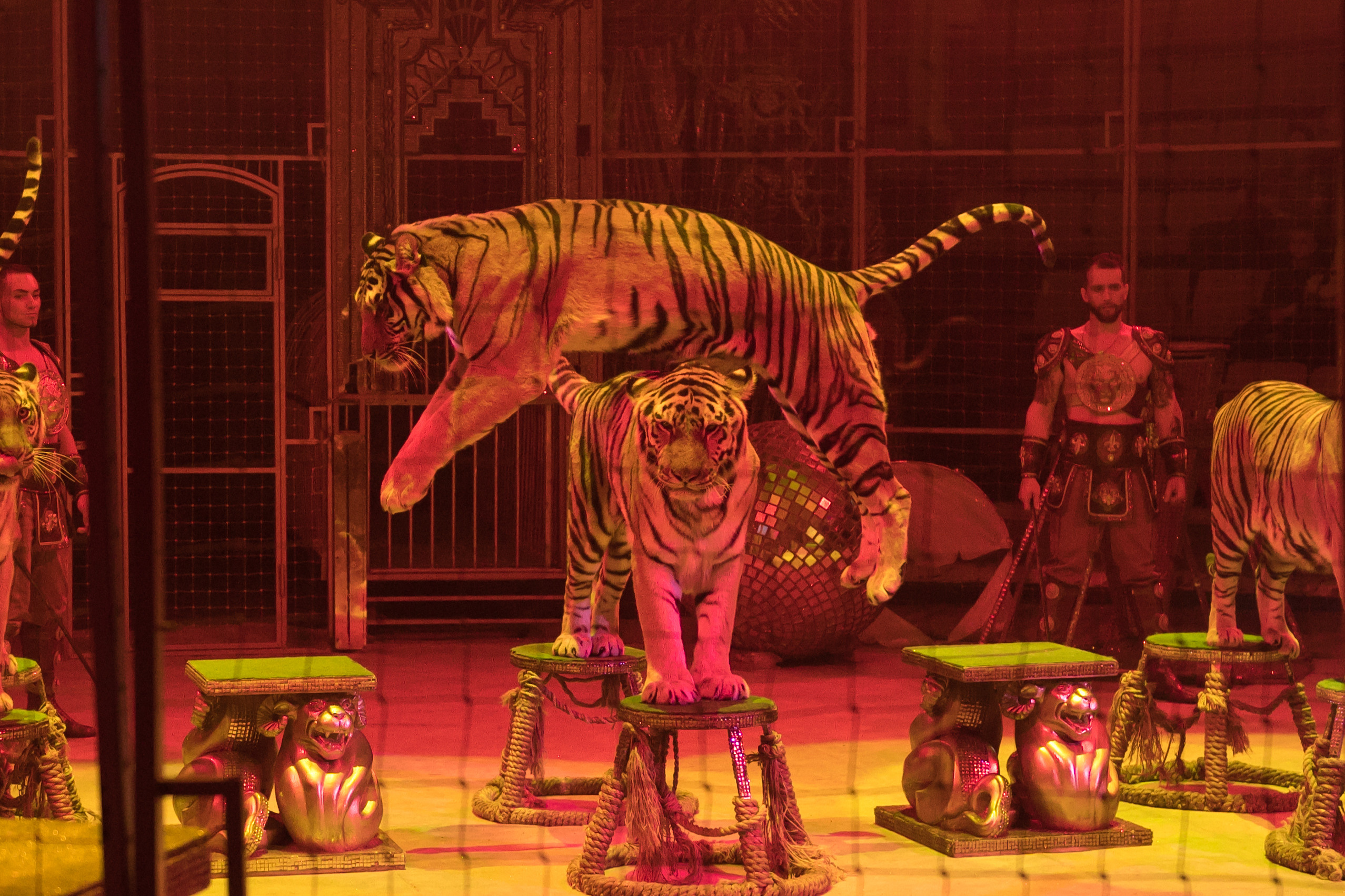 Фотосъёмка, репортаж премьеры Королевского Цирка Гии Эрадзе. Конный и фотограф с животными в Твери Топталова Люся