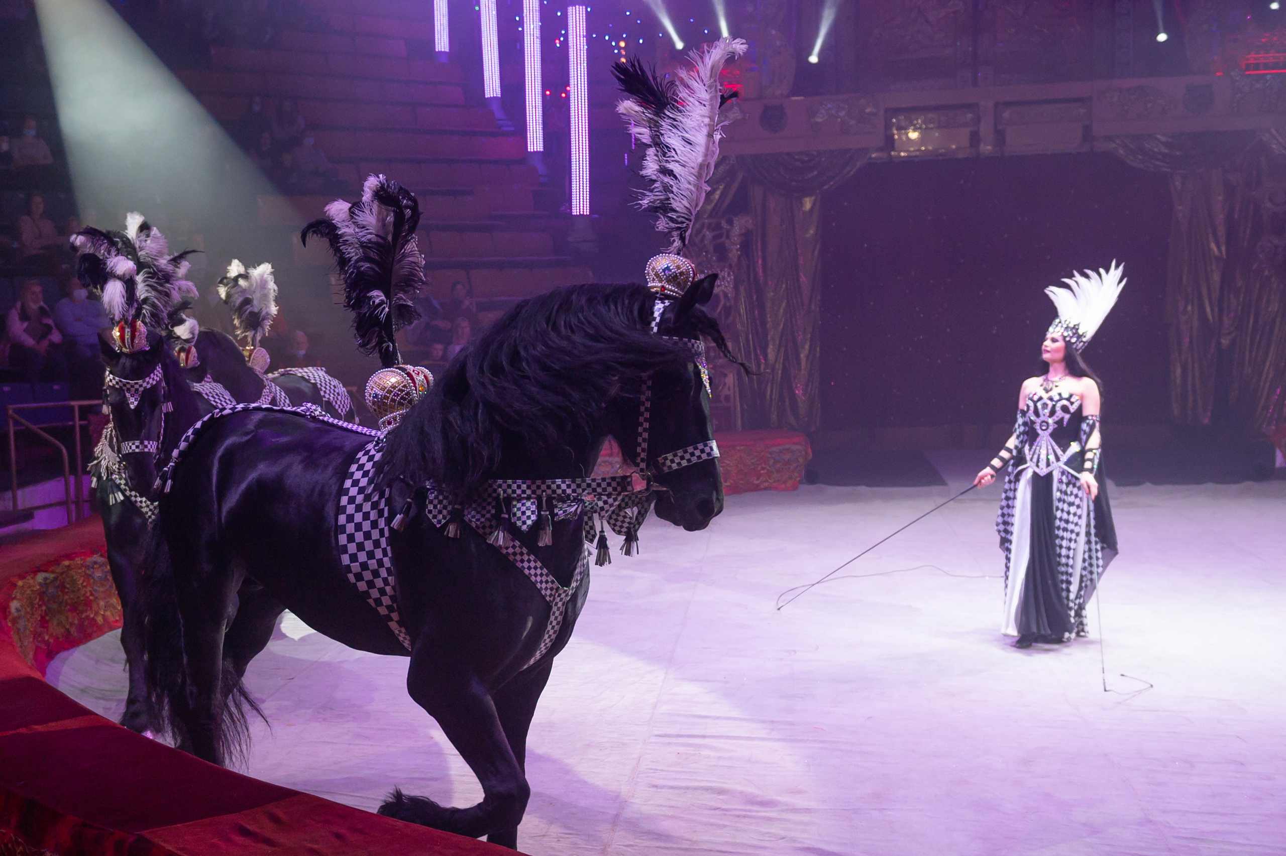 Фотосъёмка, репортаж премьеры Королевского Цирка Гии Эрадзе. Конный и фотограф с животными в Твери Топталова Люся